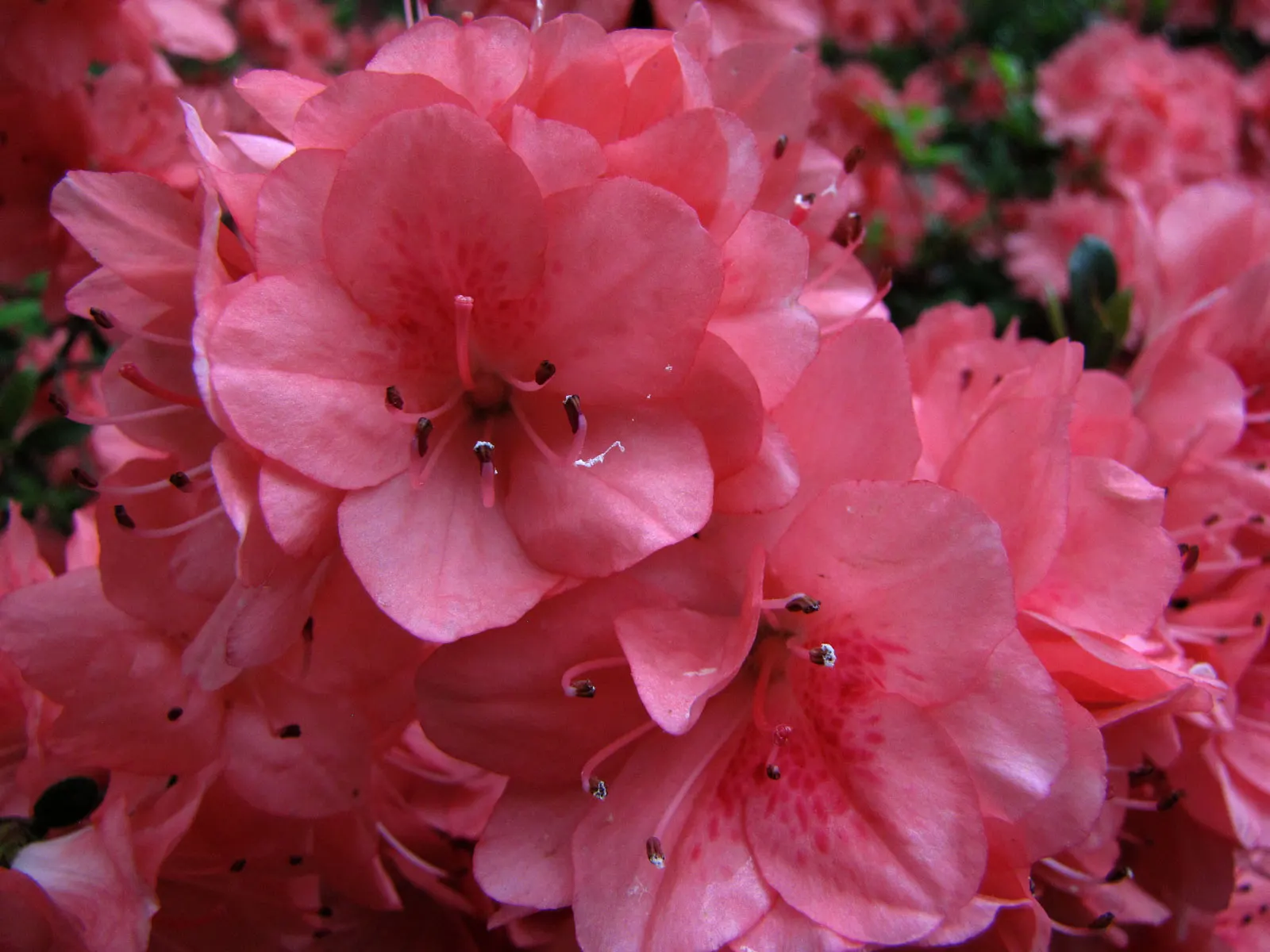 Red Azalea (Rhododendron) — Consistent moisture is essential; whereas too little light will result in sparse blooms