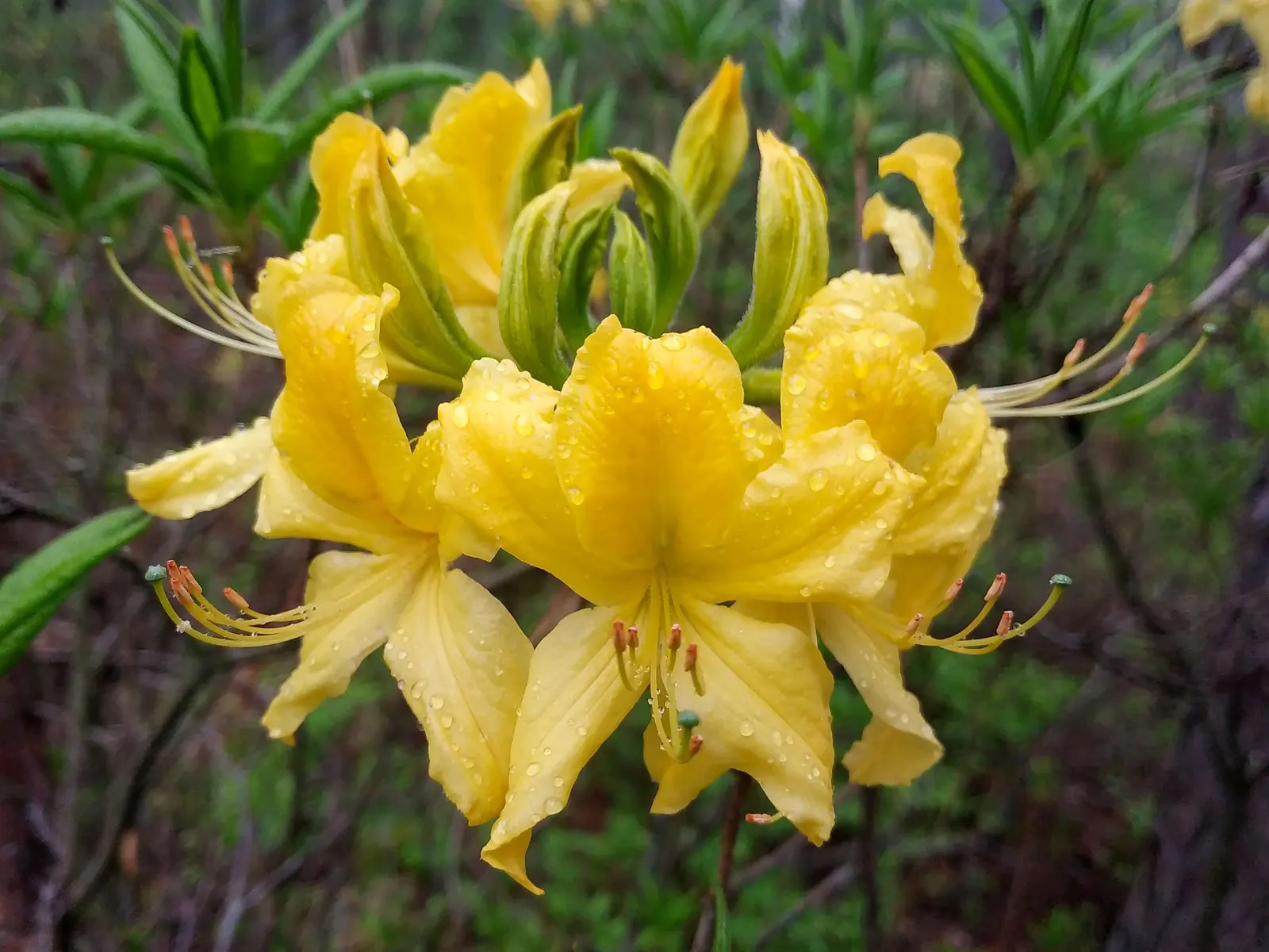 Red Azalea (Rhododendron) — Red Azaleas can attain a height of 2 to 8 feet with a corresponding spread; shrub for full or half or shade