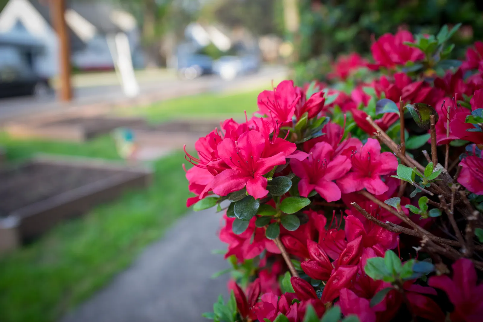 Red Azalea (Rhododendron) — The Red Azalea (Rhododendron spp.)