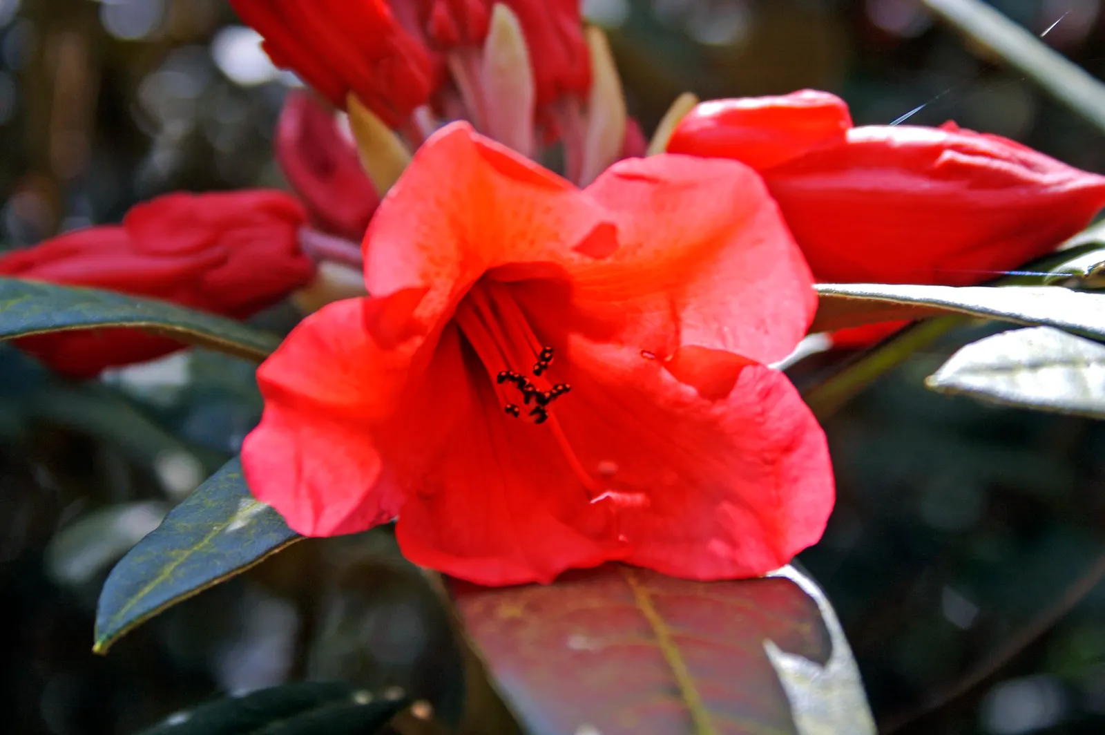 Red Azalea (Rhododendron) — shrub with red blooms; these conditions mimic the natural understory environment where azaleas thrive