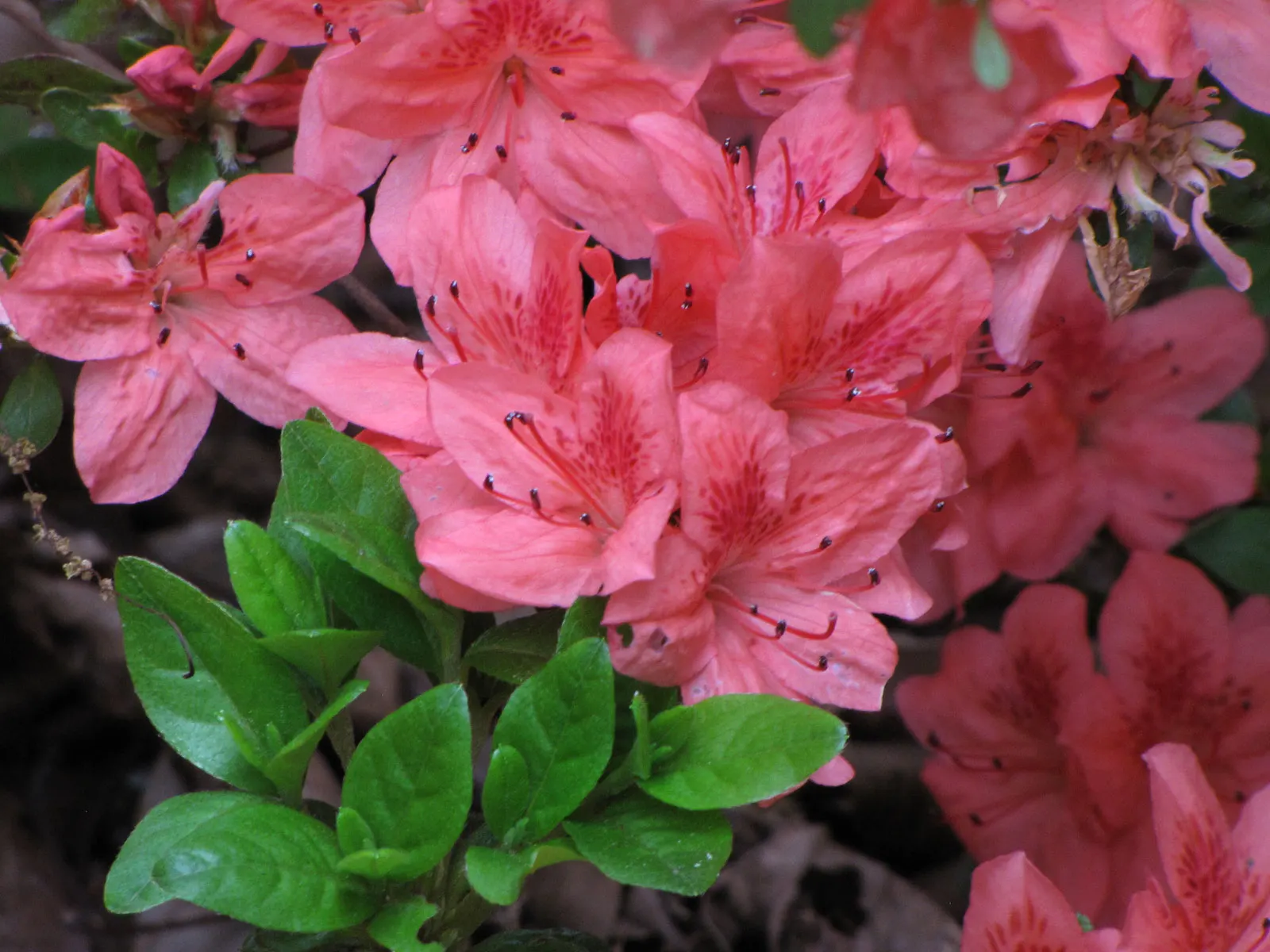 Red Azalea (Rhododendron) — known for its vibrant red blossoms; shrub with red blooms, image 62