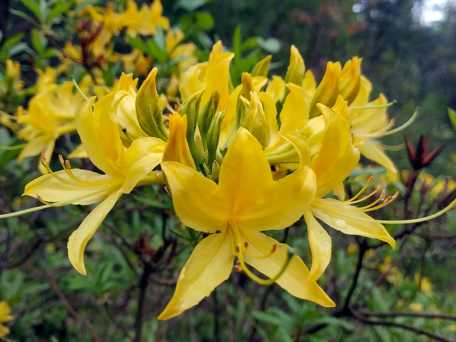 Red Azalea (Rhododendron) — Their impactful color and modest size make them ideal for accent planting or mass grouping
