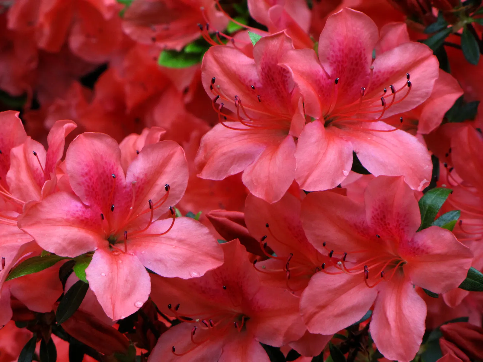 Red Azalea (Rhododendron) — plant Red Azaleas in an area that receives partial to full shade; intense sunlight can scorch the leaves, image 41
