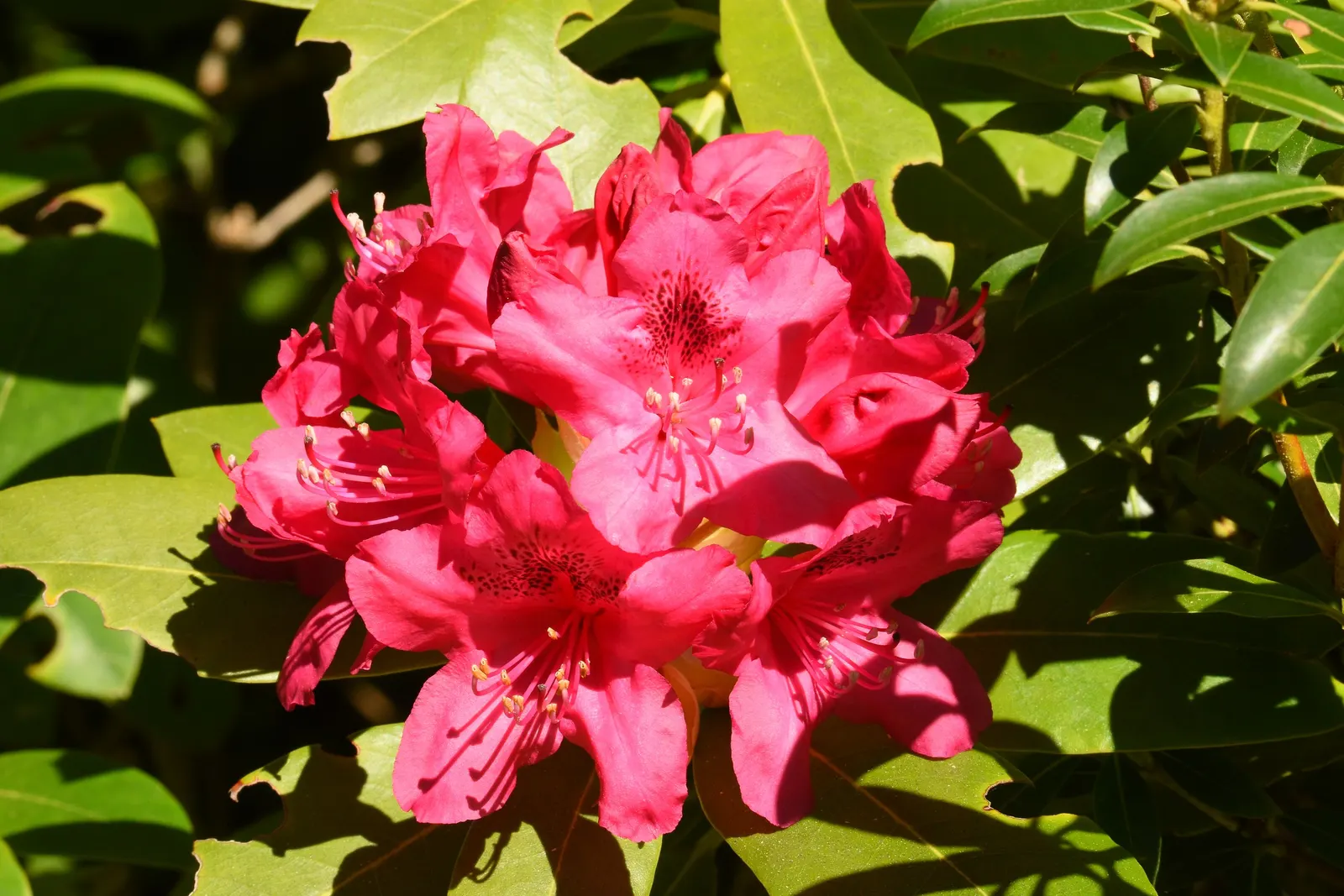 Red Azalea (Rhododendron) — providing a splash of color to any landscape; red Azaleas can attain a height of 2 to 8 feet with a corresponding spread, image 60