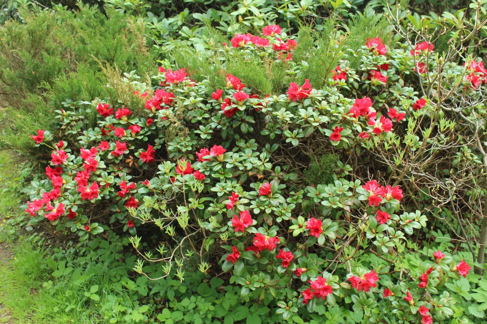 Red Azalea (Rhododendron) — whereas too little light will result in sparse blooms