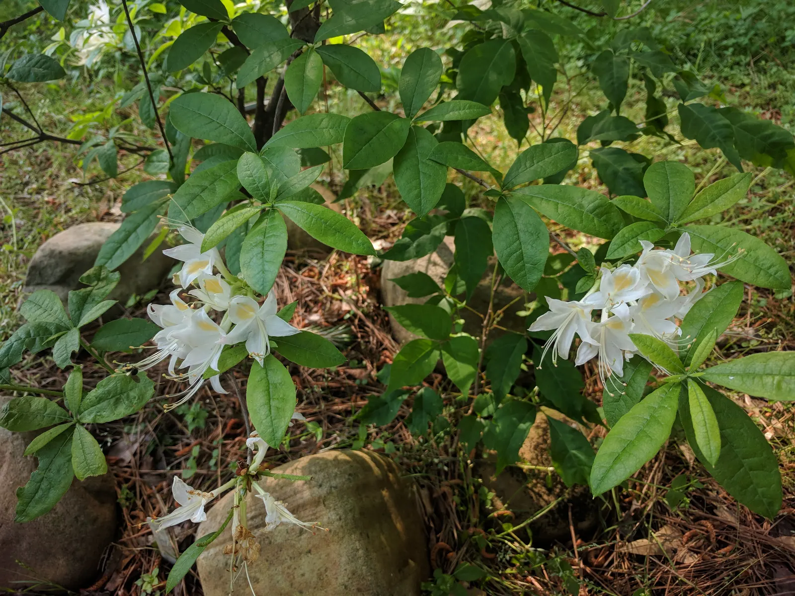 Red Azalea (Rhododendron) — known for its vibrant red blossoms