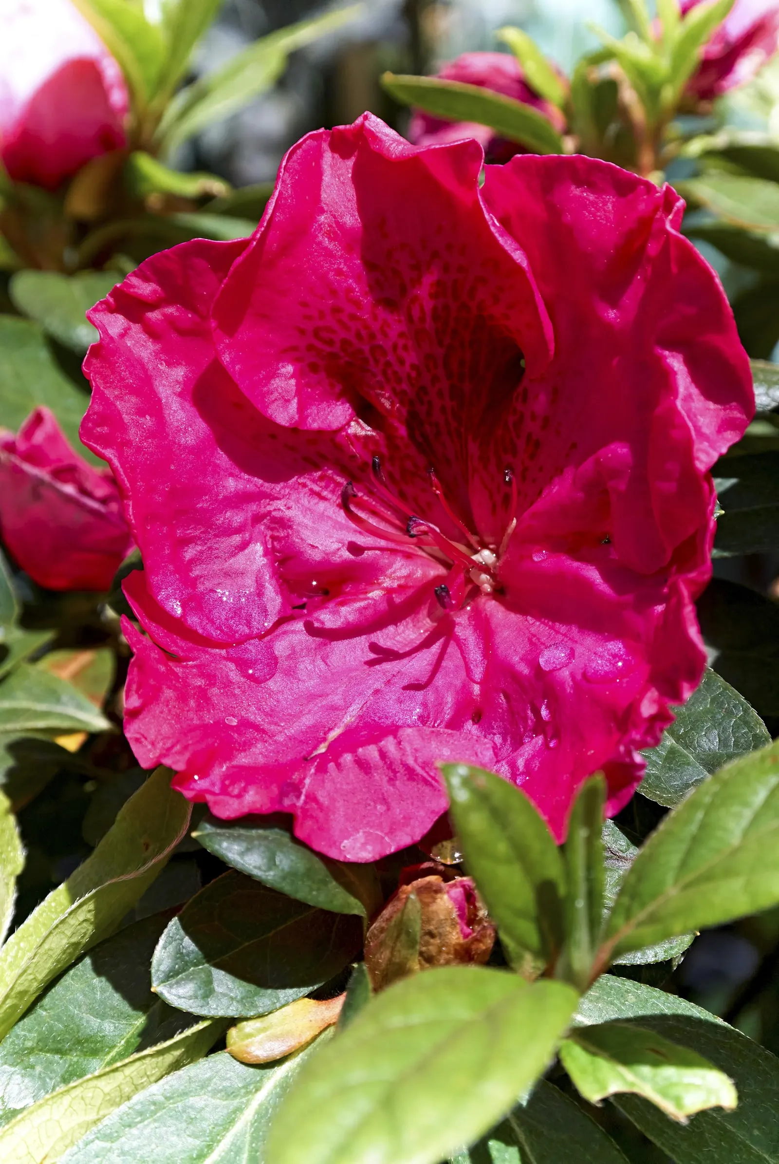 Red Azalea (Rhododendron) — Red Azaleas (Rhododendron spp.) offer a stunning display with their vivid red, trumpet-shaped flowers