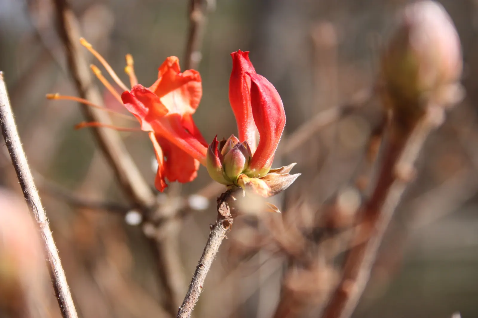 Red Azalea (Rhododendron) — Red Azaleas (Rhododendron spp.) offer a stunning display with their vivid red, trumpet-shaped flowers; blooming in spring, they