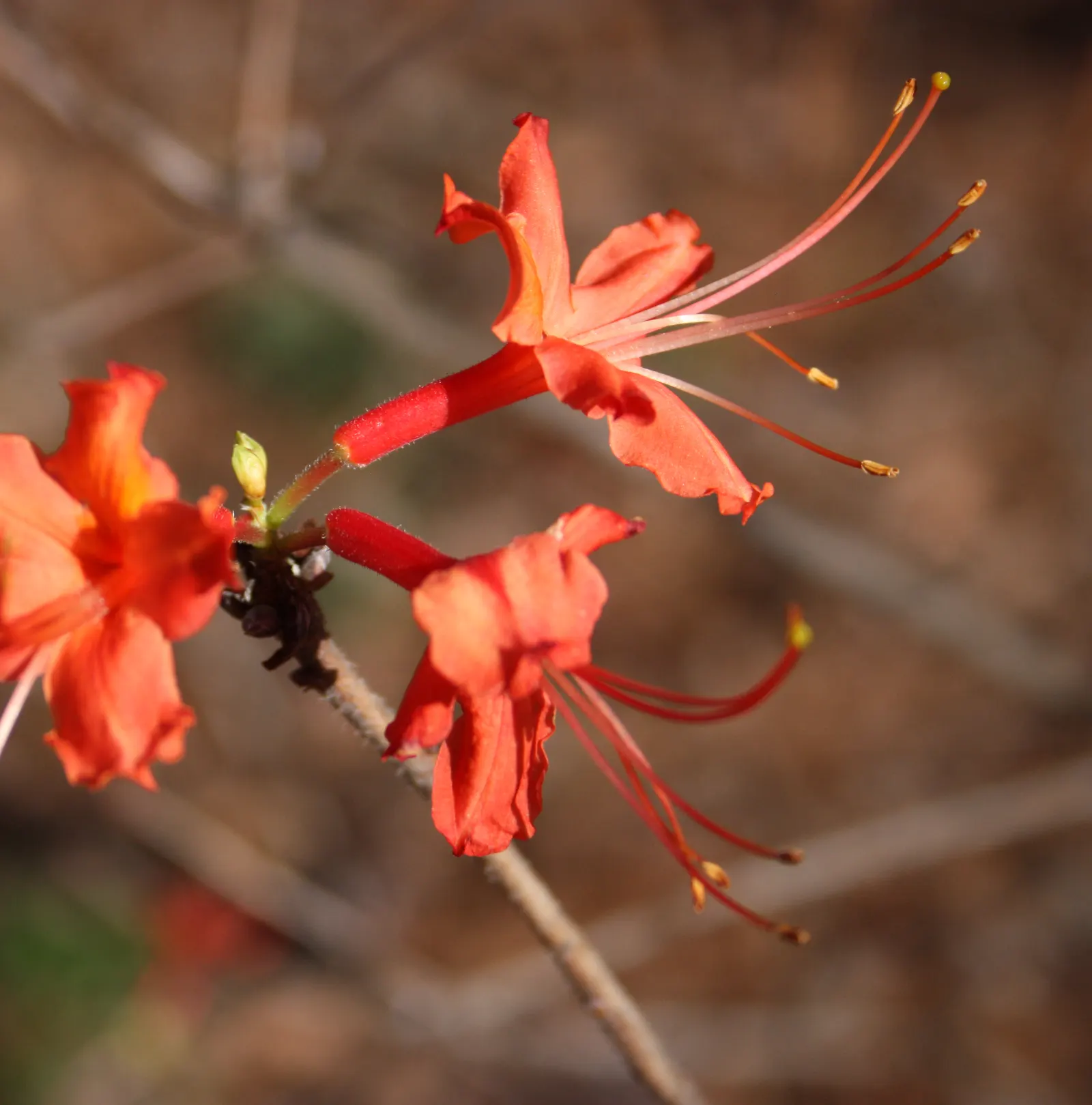 Red Azalea (Rhododendron) — These conditions mimic the natural understory environment where azaleas thrive; known for its vibrant red blossoms