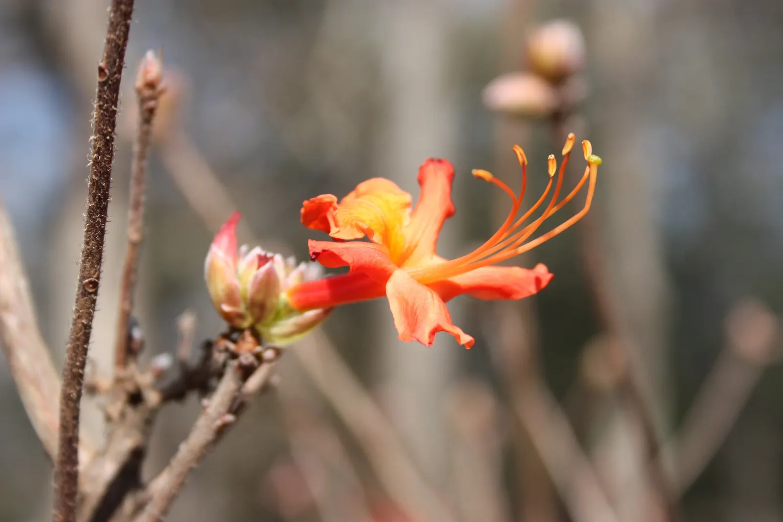 Red Azalea (Rhododendron) — shrub for full or half or shade; red Azaleas offer a lively and alluring addition fit for residential or commercial gardens alike