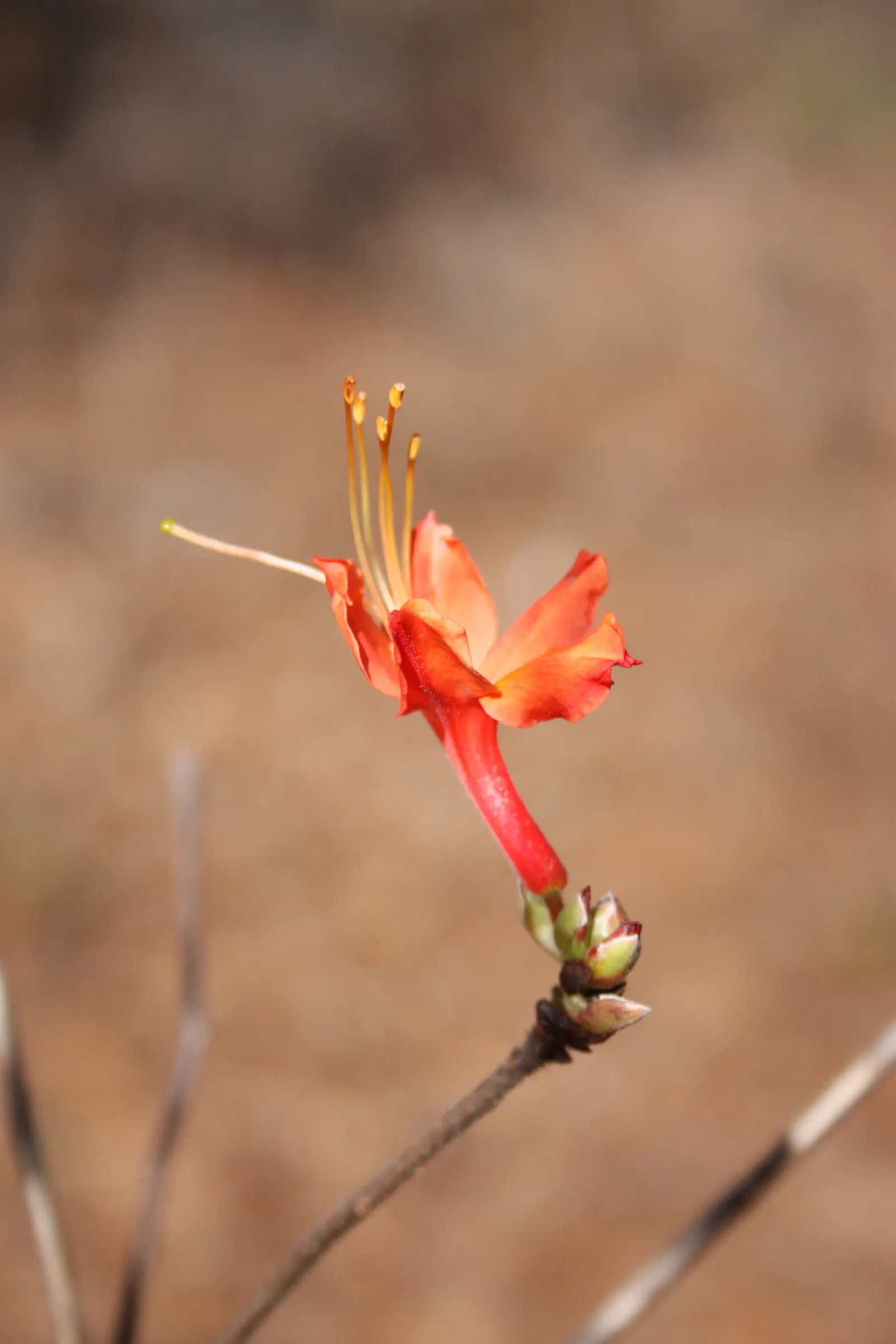 Red Azalea (Rhododendron) — known for its vibrant red blossoms; shrub with red blooms