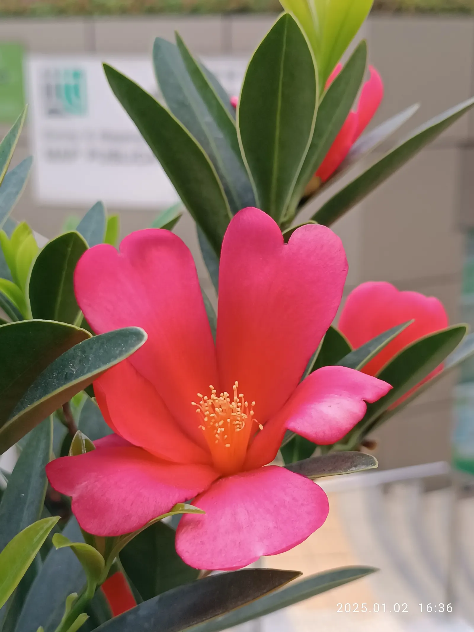 Red Azalea (Rhododendron) — red flowers in the garden