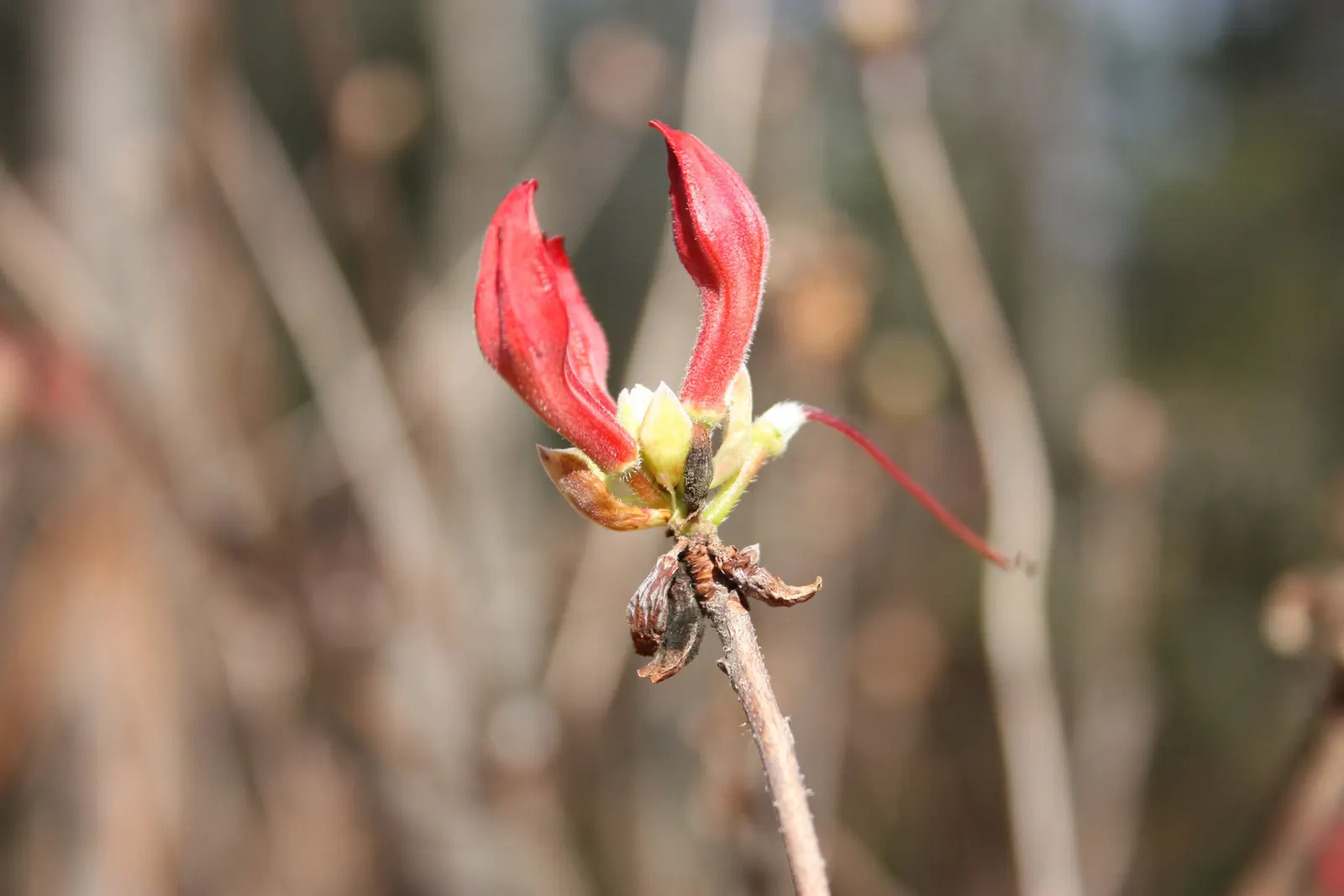 Red Azalea (Rhododendron) — Red Azaleas are excellent for mass plantings or as a vibrant accent in mixed borders, image 59