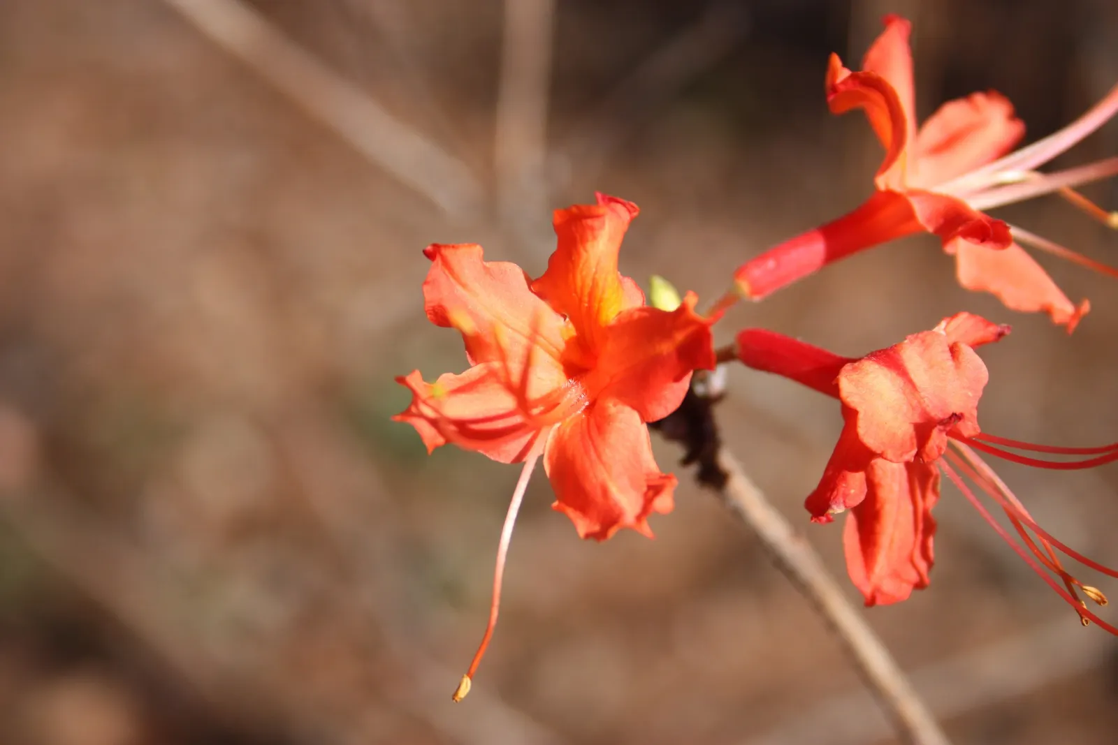 Red Azalea (Rhododendron) — These conditions mimic the natural understory environment where azaleas thrive