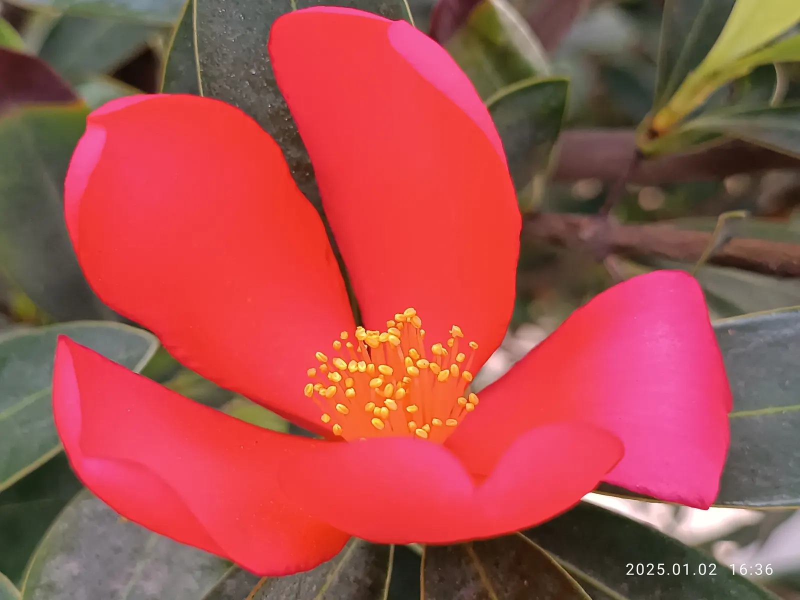 Red Azalea (Rhododendron) — is an exceptional choice to bring a striking burst of color to any landscape design