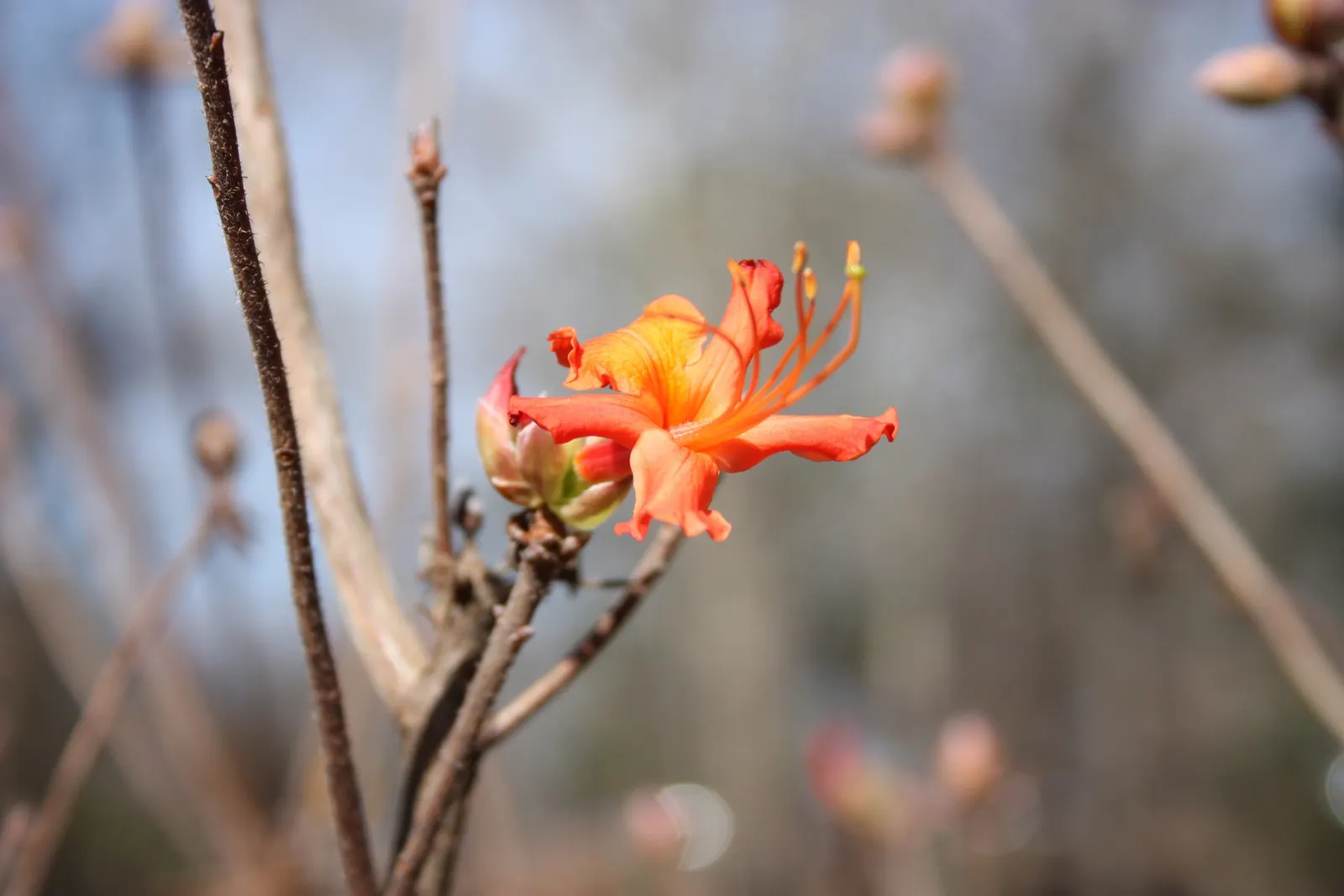 Red Azalea (Rhododendron) — whereas too little light will result in sparse blooms; foliage coloring ranges from bright green to a deep