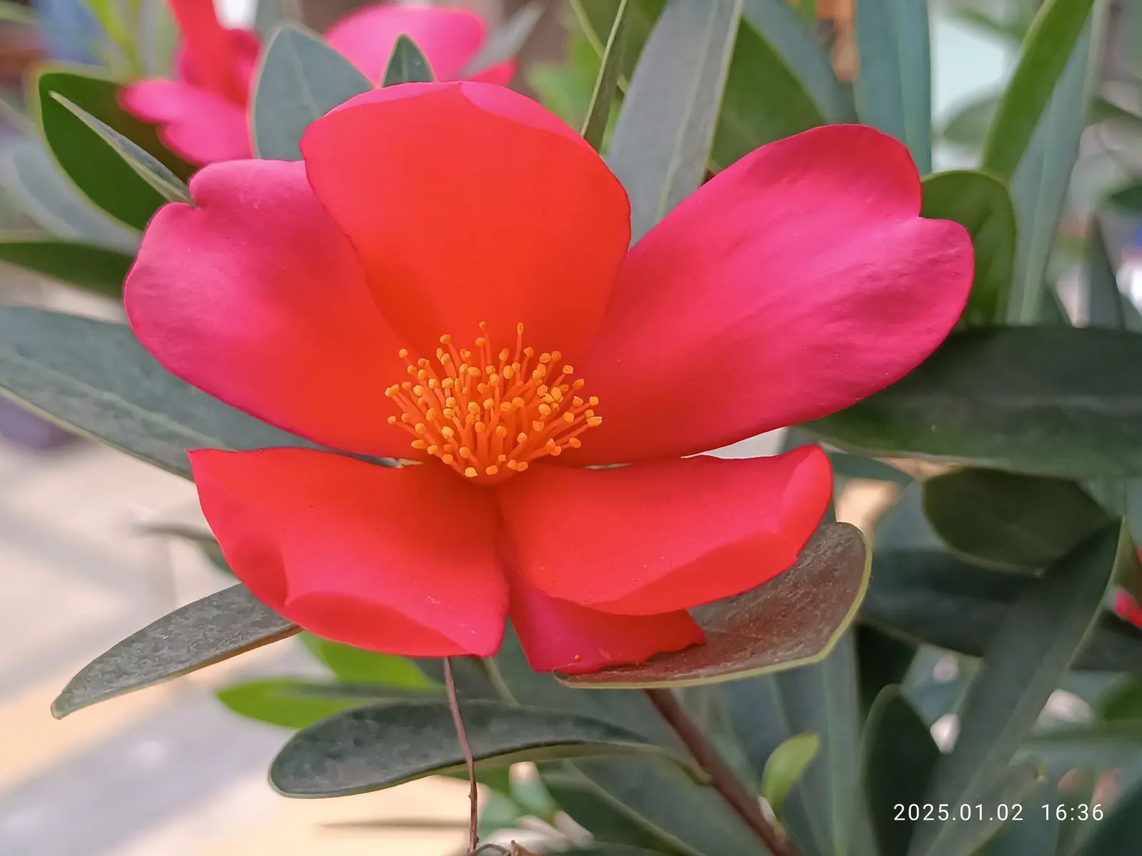 Red Azalea (Rhododendron) — plant Red Azaleas in an area that receives partial to full shade; intense sunlight can scorch the leaves