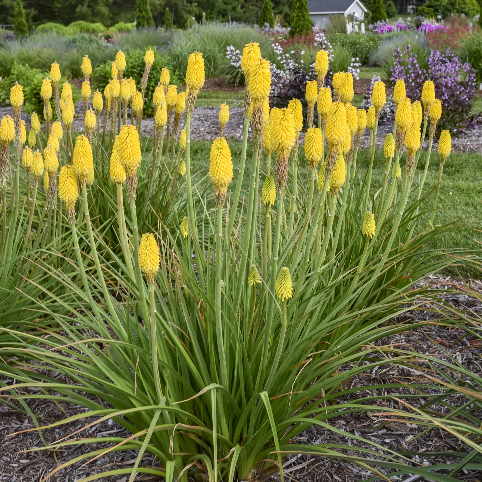 'Citrus Sunrise' Red Hot Poker (Kniphofia hybrid) — information and resources