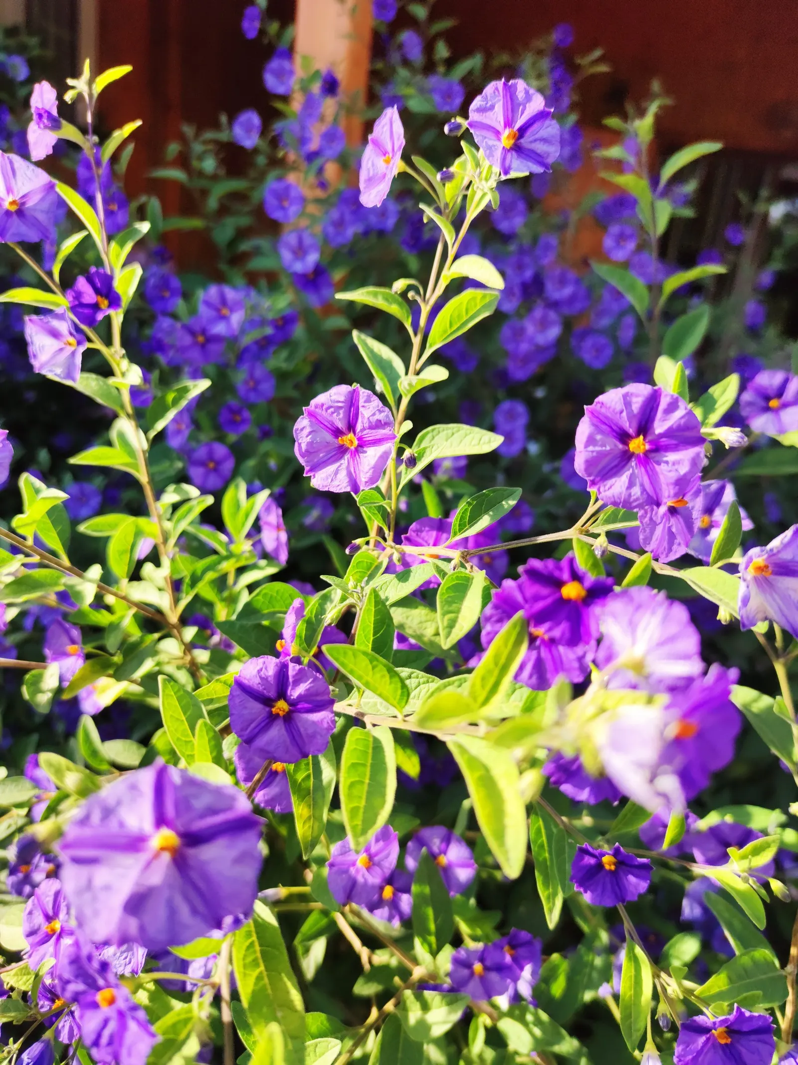 Blue Potato Bush (Lycianthes Rantonnetii) — Pruning encourages bushiness and flowering; with occasional deadheading and some fertilization