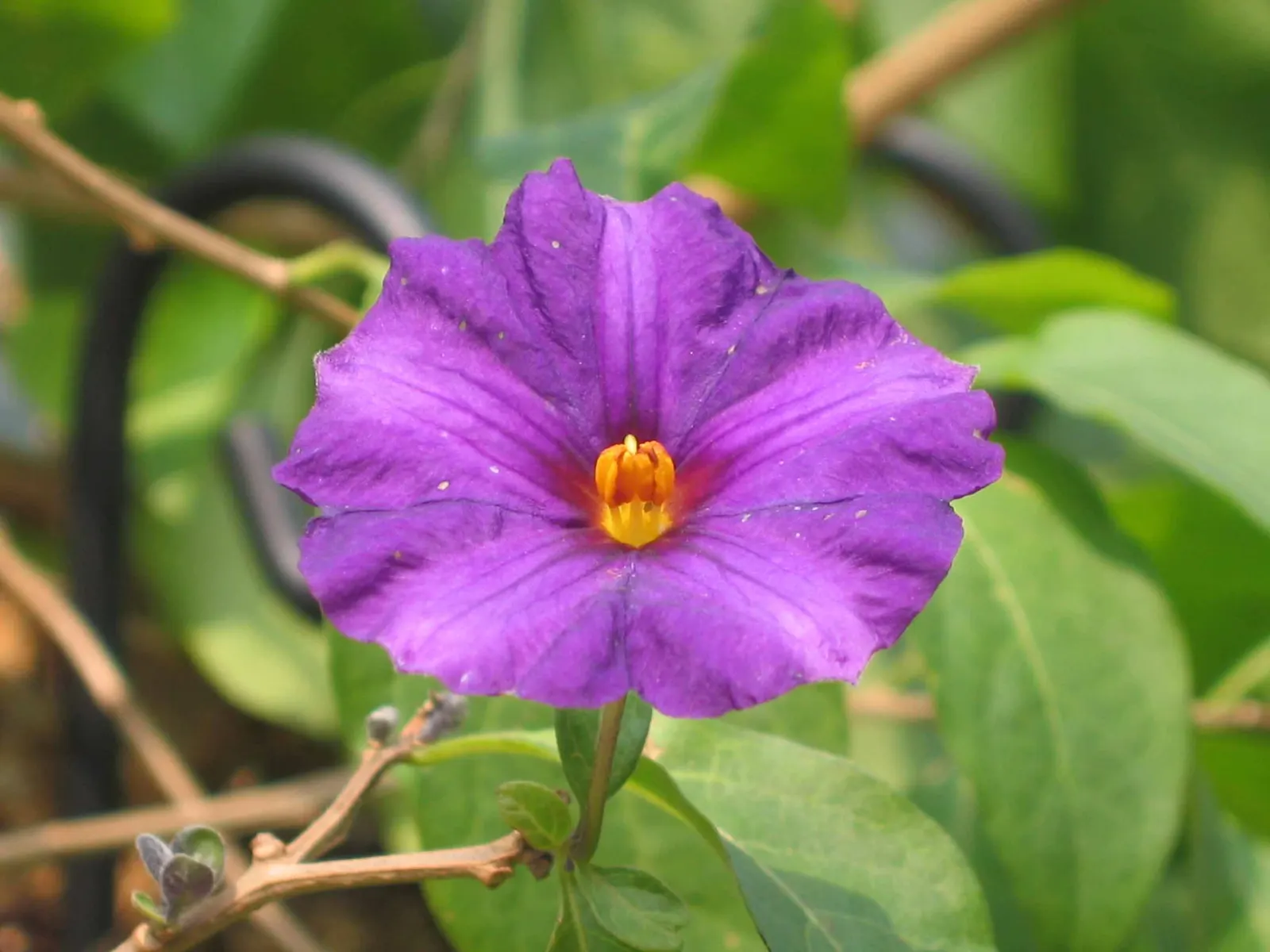 Blue Potato Bush (Lycianthes Rantonnetii) — this plant boasts a naturally mounding form that can be sculpted into more formal shapes if desired, image 60