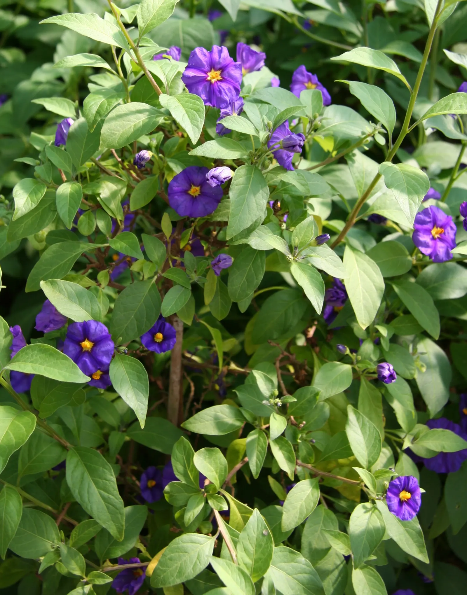 Blue Potato Bush (Lycianthes Rantonnetii) — is an enchanting evergreen shrub that can add a touch of exotic allure to any garden; profuse rich, image 58