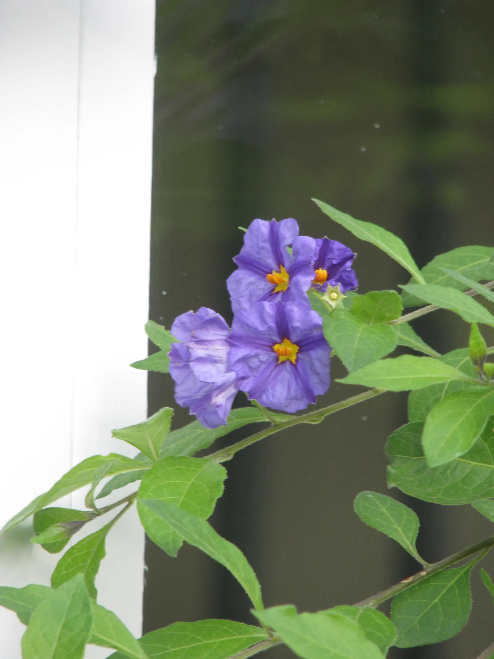 Blue Potato Bush (Lycianthes Rantonnetii) — the Blue Potato Bush will be a resplendent addition to your client's garden; commonly termed Blue, image 72