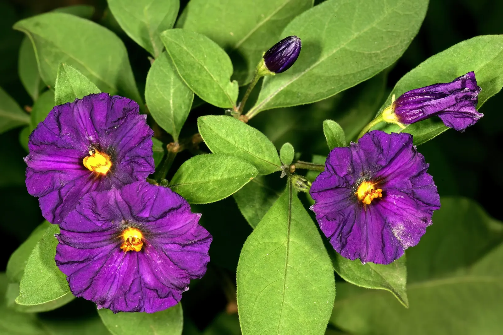 Blue Potato Bush (Lycianthes Rantonnetii) — Regular pruning not only maintains the desired shape but also encourages more prolific blooming; the, image 70