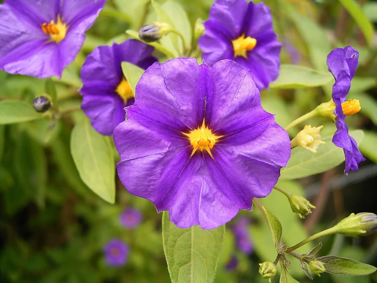 Blue Potato Bush (Lycianthes Rantonnetii) — evergreen shrub reaching heights of up to 6 feet with an equal spread; its slender stems and foliage create a