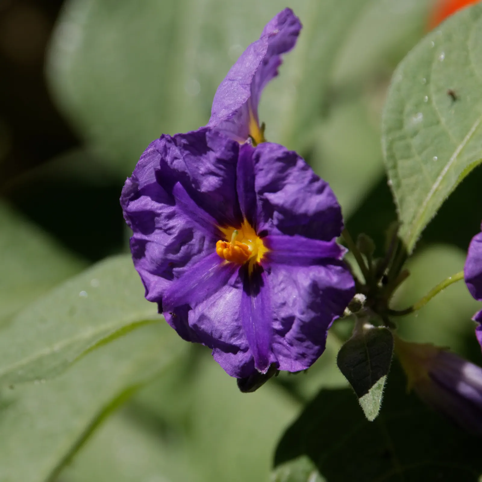 Blue Potato Bush (Lycianthes Rantonnetii) — bloom from spring through fall and even into winter in milder climates