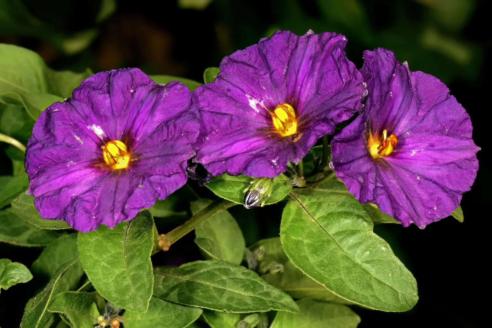 Blue Potato Bush (Lycianthes Rantonnetii) — Its slender stems and foliage create a relatively dense habit; shrub / vine with blue and purple blooms