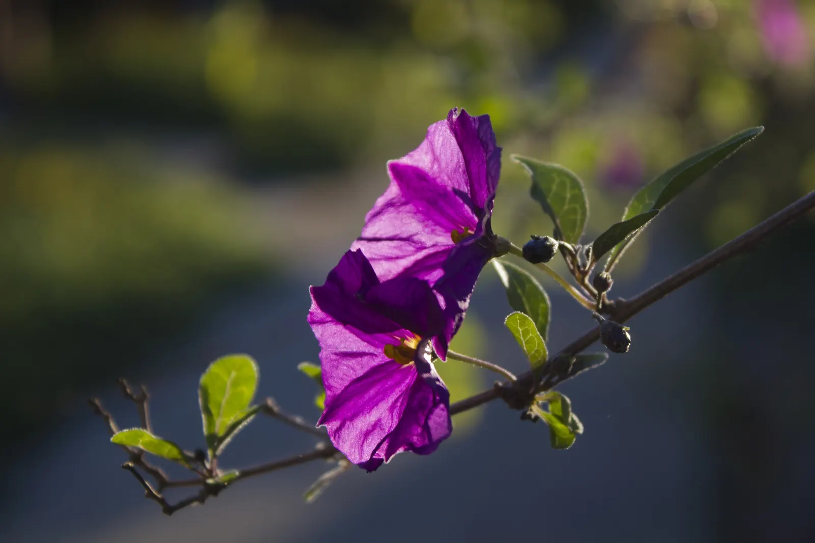 Blue Potato Bush (Lycianthes Rantonnetii) — profuse rich purple-blue flowers