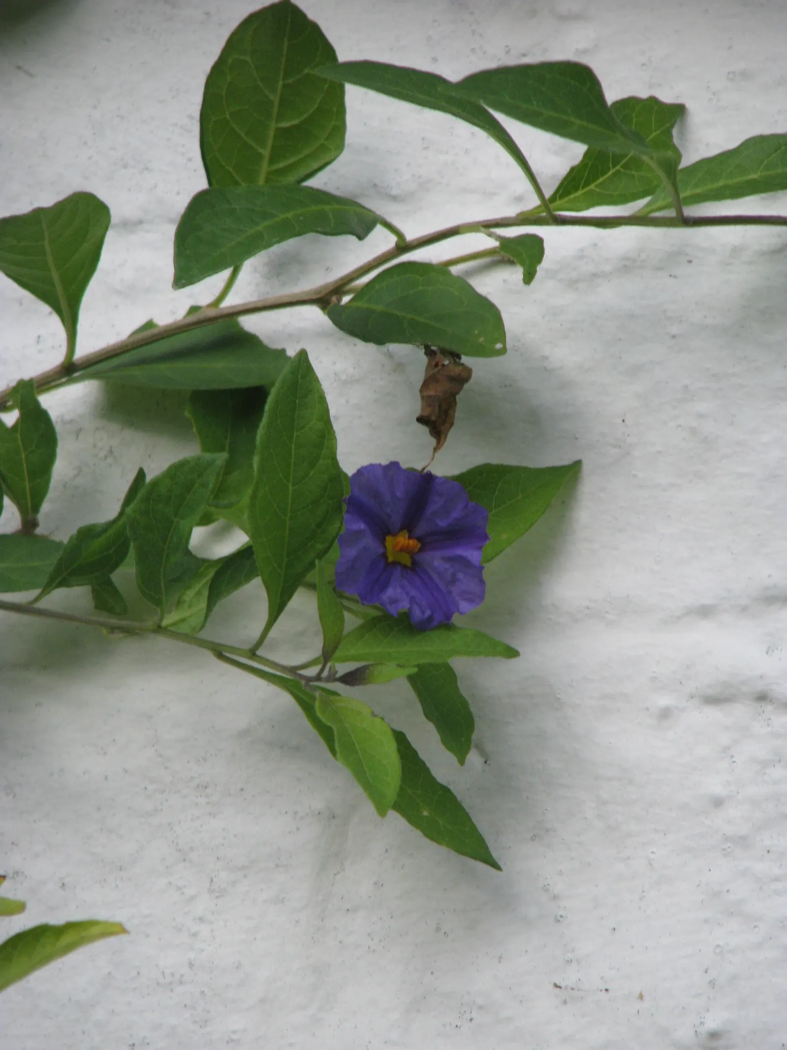 Blue Potato Bush (Lycianthes Rantonnetii) — providing a long season of visual interest.<br><br>Preferring full sun to partial shade