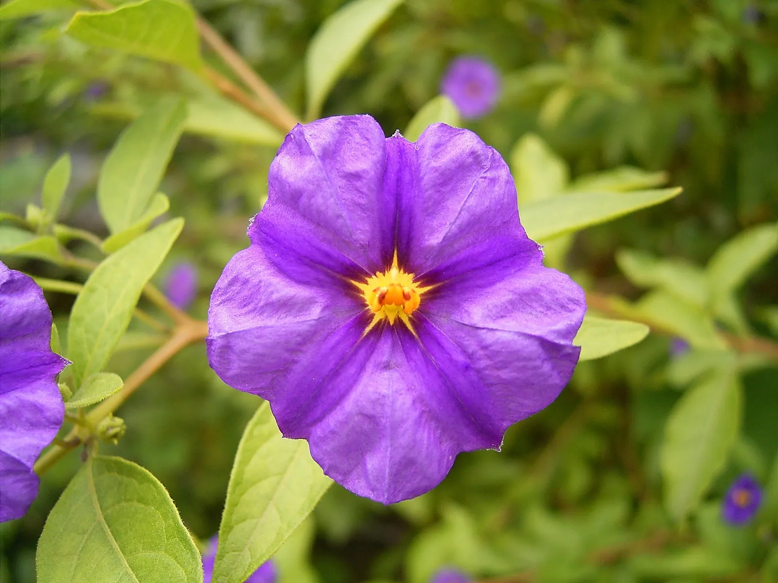 Blue Potato Bush (Lycianthes Rantonnetii) — blue and purple flowers in the garden; is an enchanting evergreen shrub that can add a touch of exotic allure to