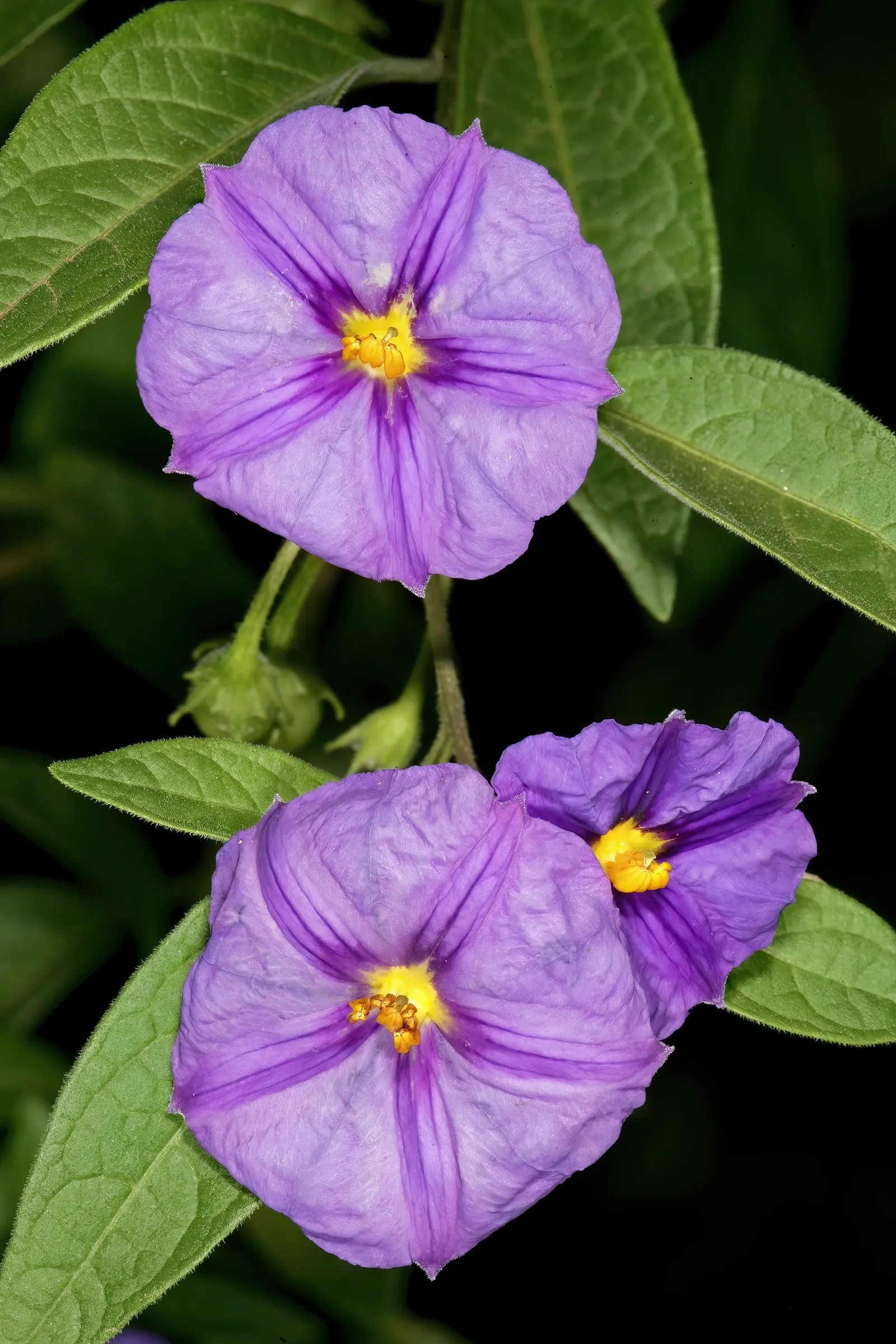 Blue Potato Bush (Lycianthes Rantonnetii) — making it suitable for a variety of landscaping situations; blue and purple flowers in the garden