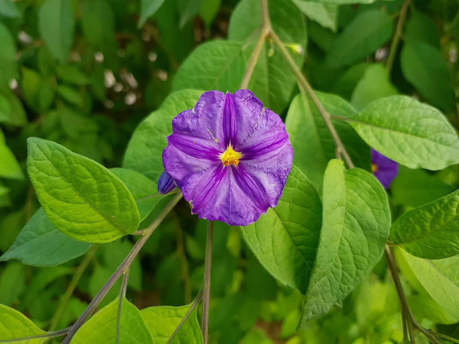 Blue Potato Bush (Lycianthes Rantonnetii) — sporting vivid yellow centers; regular pruning not only maintains the desired shape but also encourages more