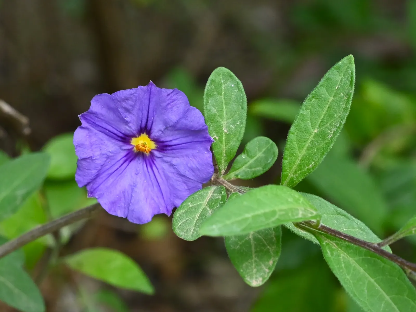 Blue Potato Bush (Lycianthes Rantonnetii) — this plant boasts a naturally mounding form that can be sculpted into more formal shapes if desired; exhibits