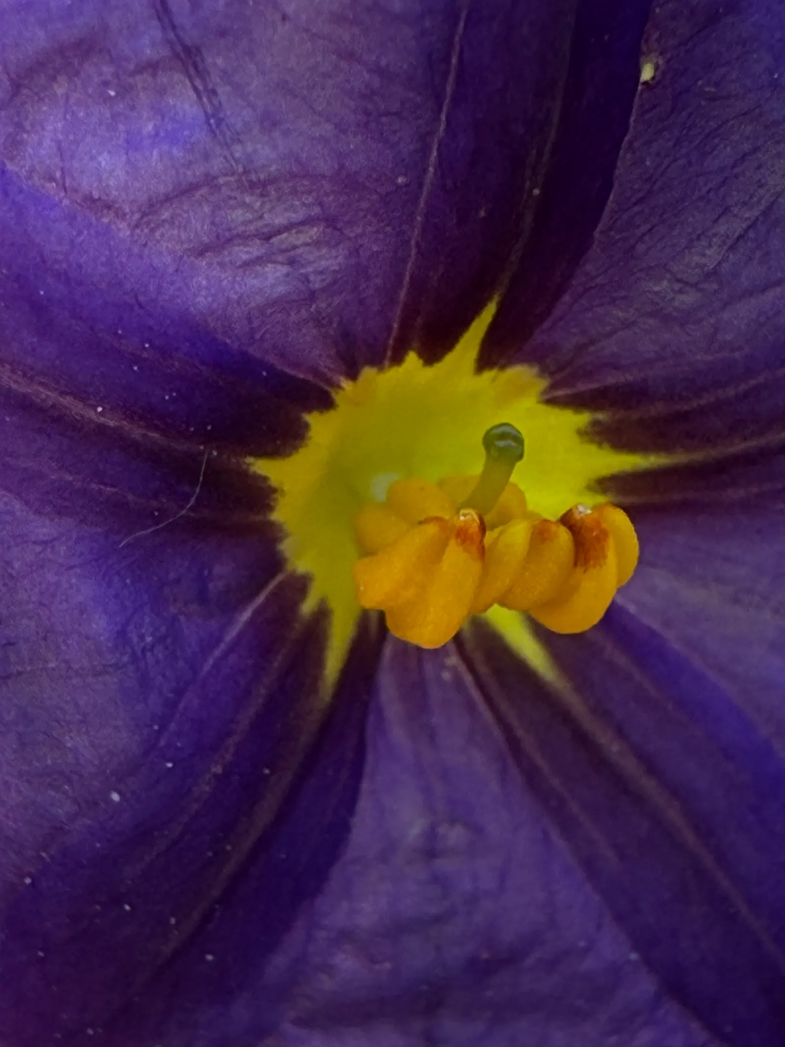Blue Potato Bush (Lycianthes Rantonnetii) — blue and purple flowers in the garden