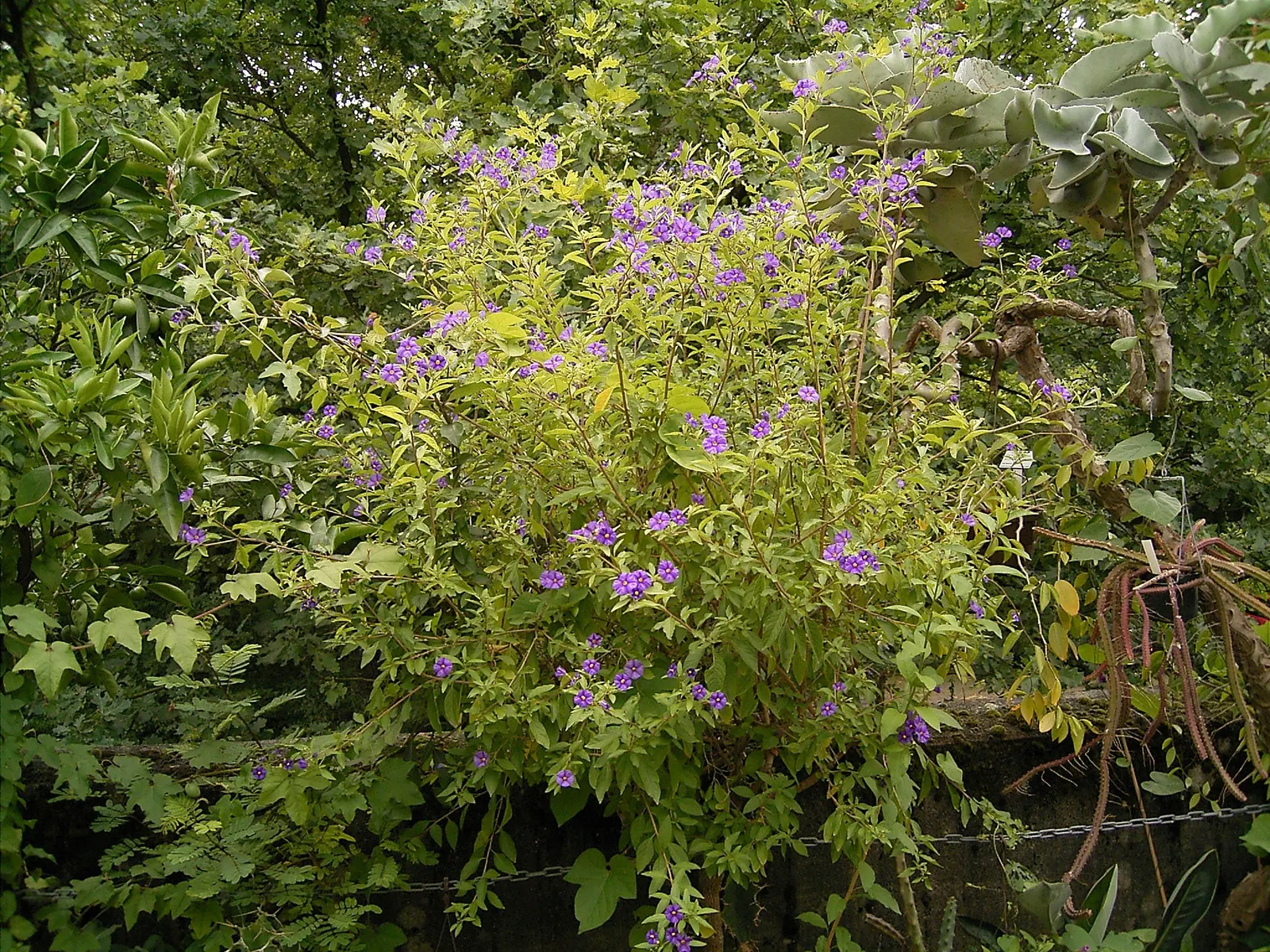 Blue Potato Bush (Lycianthes Rantonnetii) — Ideal for containers or as a hedge, it thrives in full sun with moderate water, in USDA zones 9-11