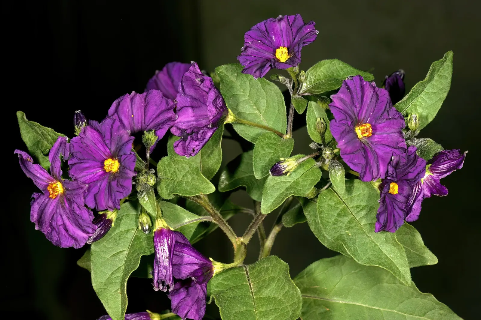 Blue Potato Bush (Lycianthes Rantonnetii) — The true glory of the Blue Potato Bush lies in its profusion of violet-blue blossoms; ideal for, image 62