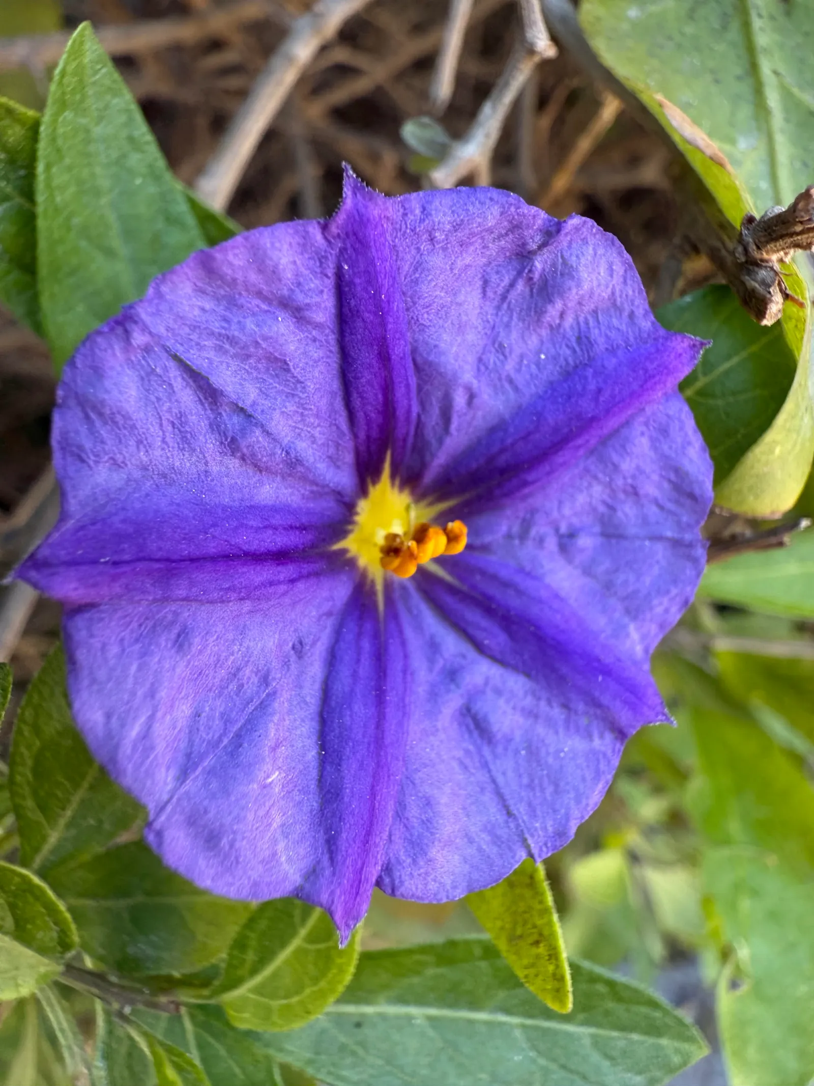 Blue Potato Bush (Lycianthes Rantonnetii) — Pruning encourages bushiness and flowering; with occasional deadheading and some fertilization, image 57