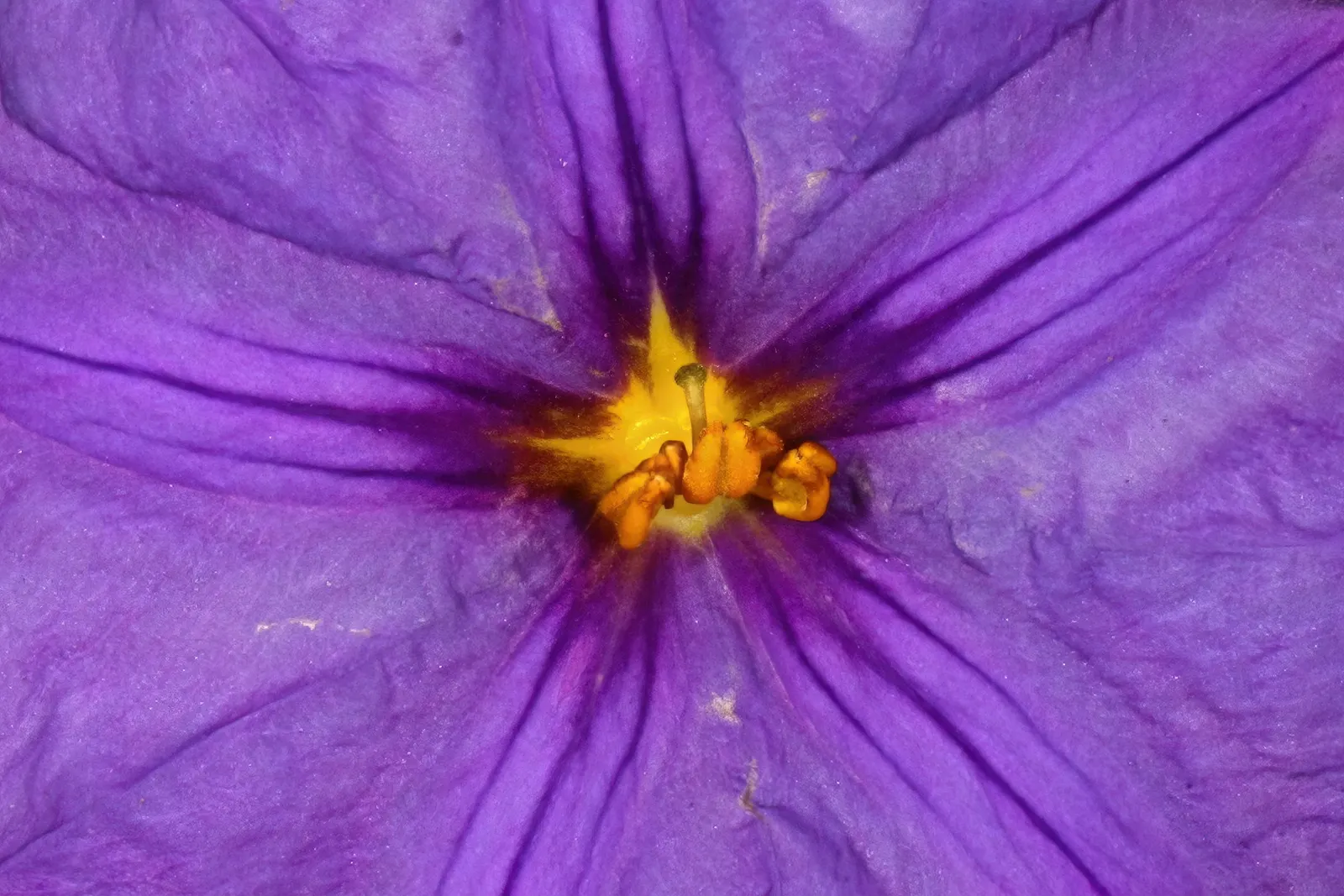 Blue Potato Bush (Lycianthes Rantonnetii) — providing a long season of visual interest.<br><br>Preferring full sun to partial shade; typically reaching heights