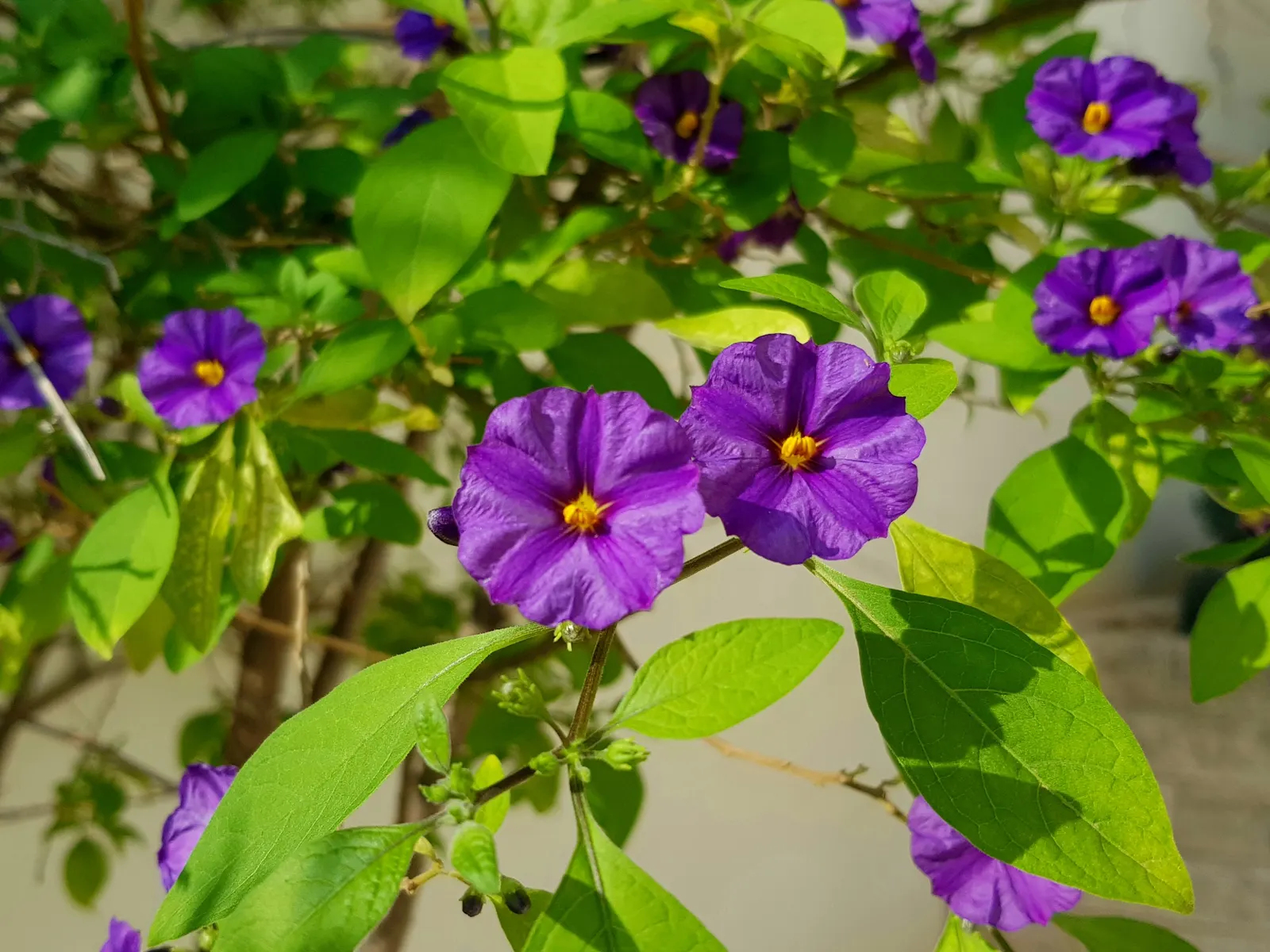 Blue Potato Bush (Lycianthes Rantonnetii) — bloom from spring through fall and even into winter in milder climates; evergreen shrub reaching heights of up to 6