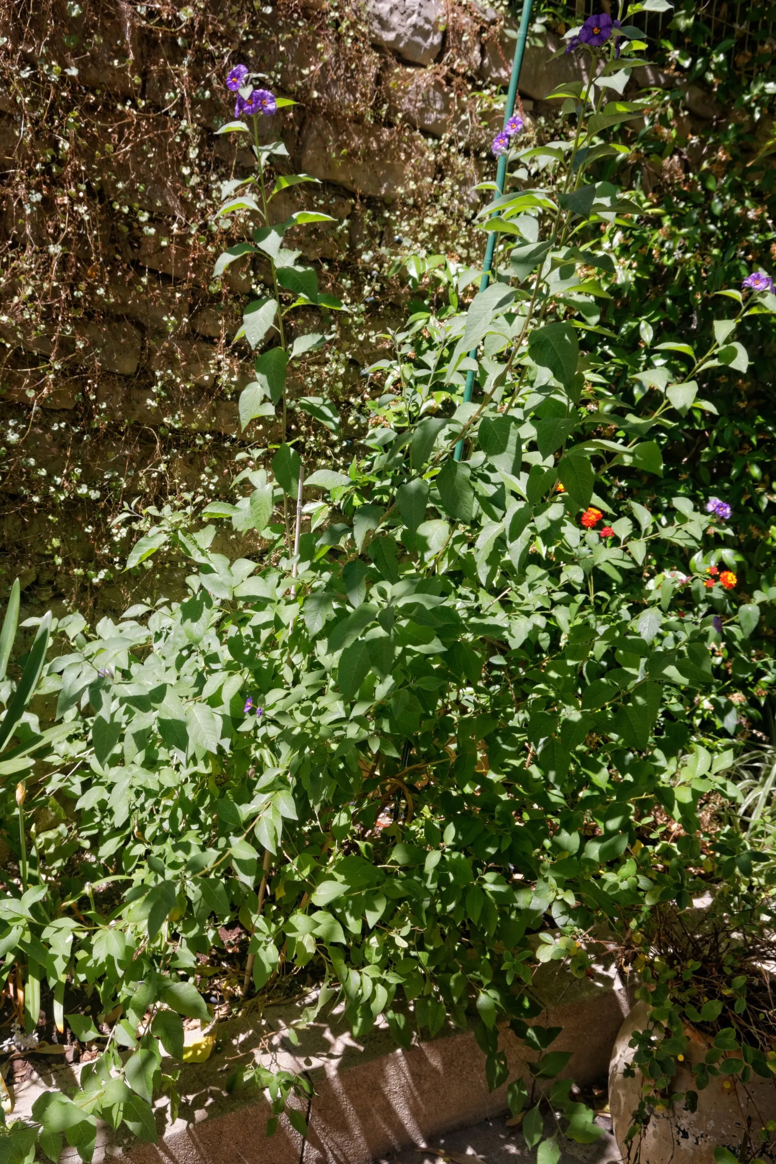 Blue Potato Bush (Lycianthes Rantonnetii) — shrub / vine for full or half