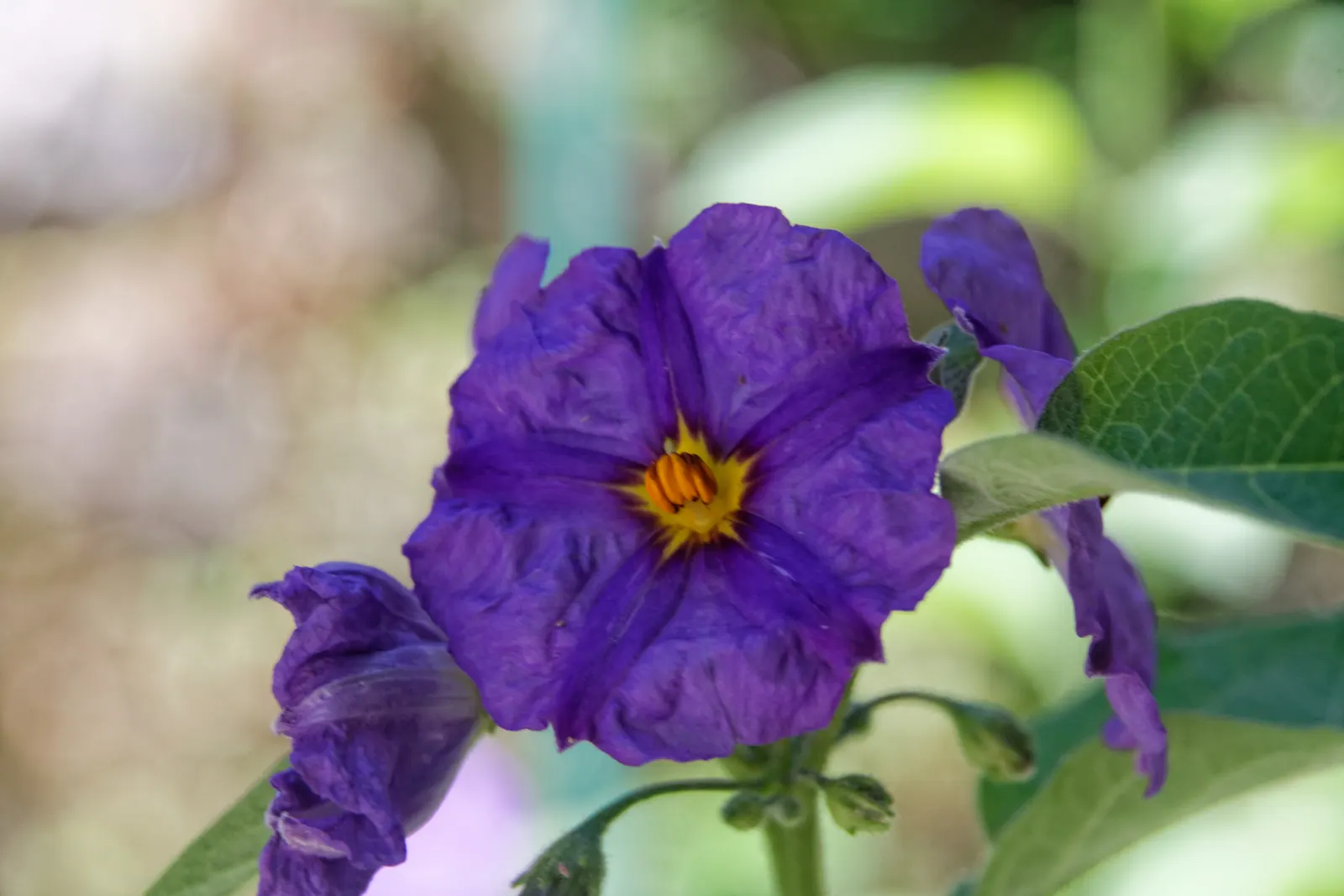 Blue Potato Bush (Lycianthes Rantonnetii) — shrub / vine with blue and purple blooms