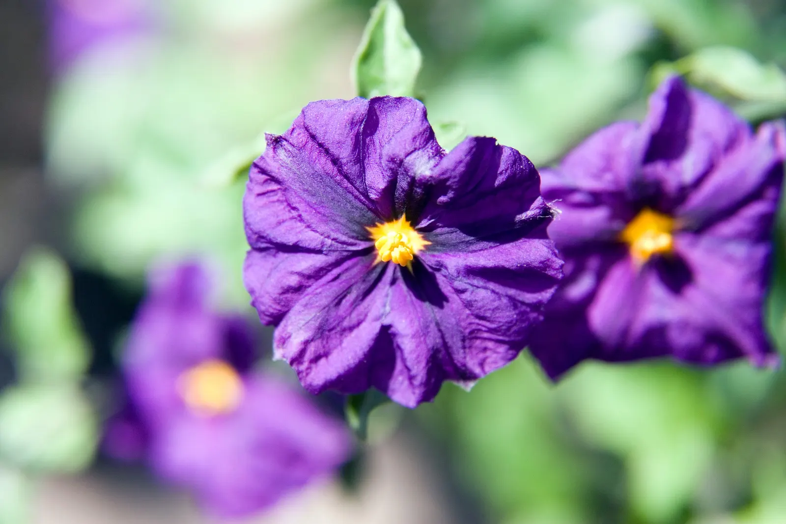 Blue Potato Bush (Lycianthes Rantonnetii) — making it suitable for a variety of landscaping situations; blue and purple flowers in the garden, image 68