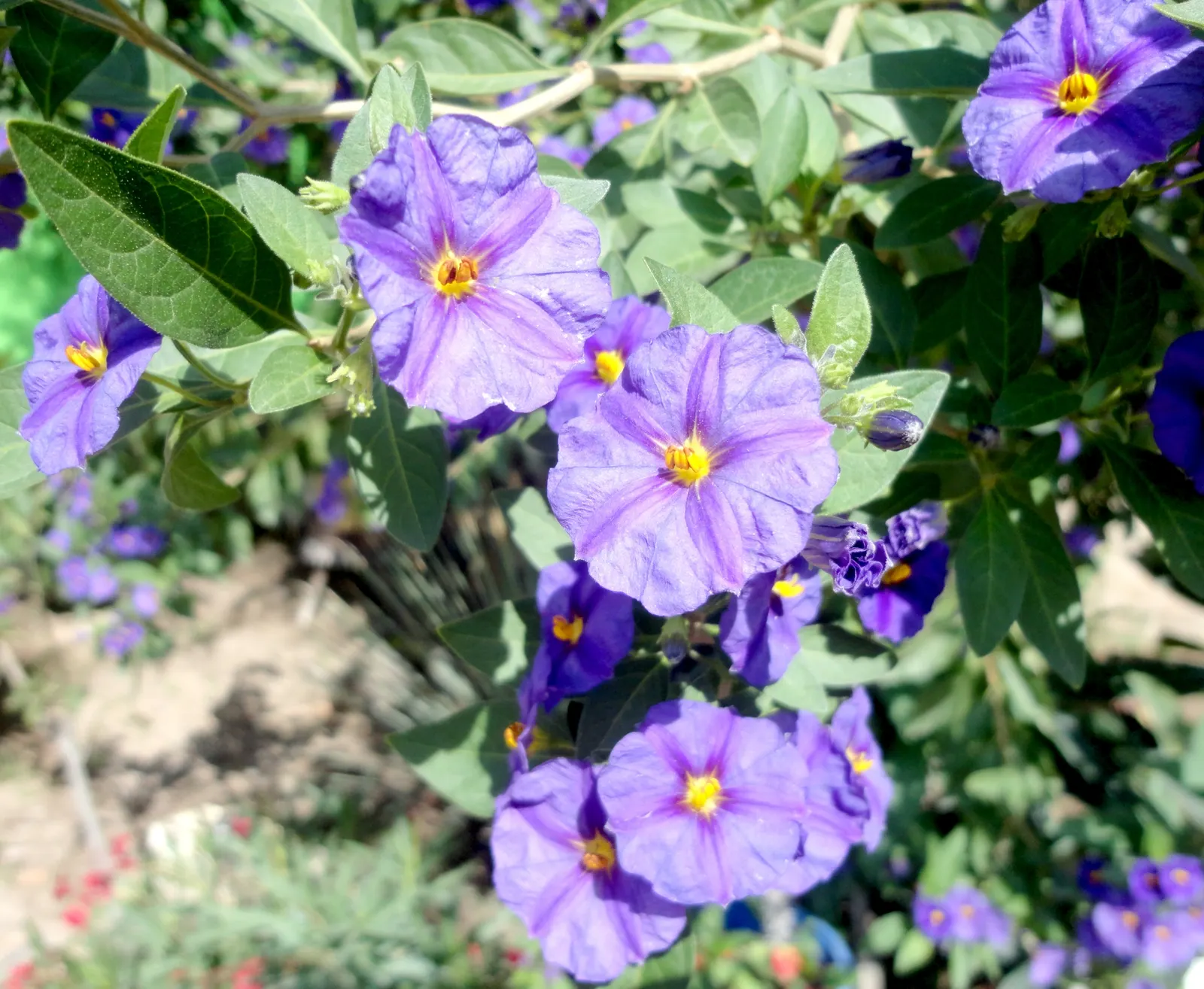 Blue Potato Bush (Lycianthes Rantonnetii) — sporting vivid yellow centers