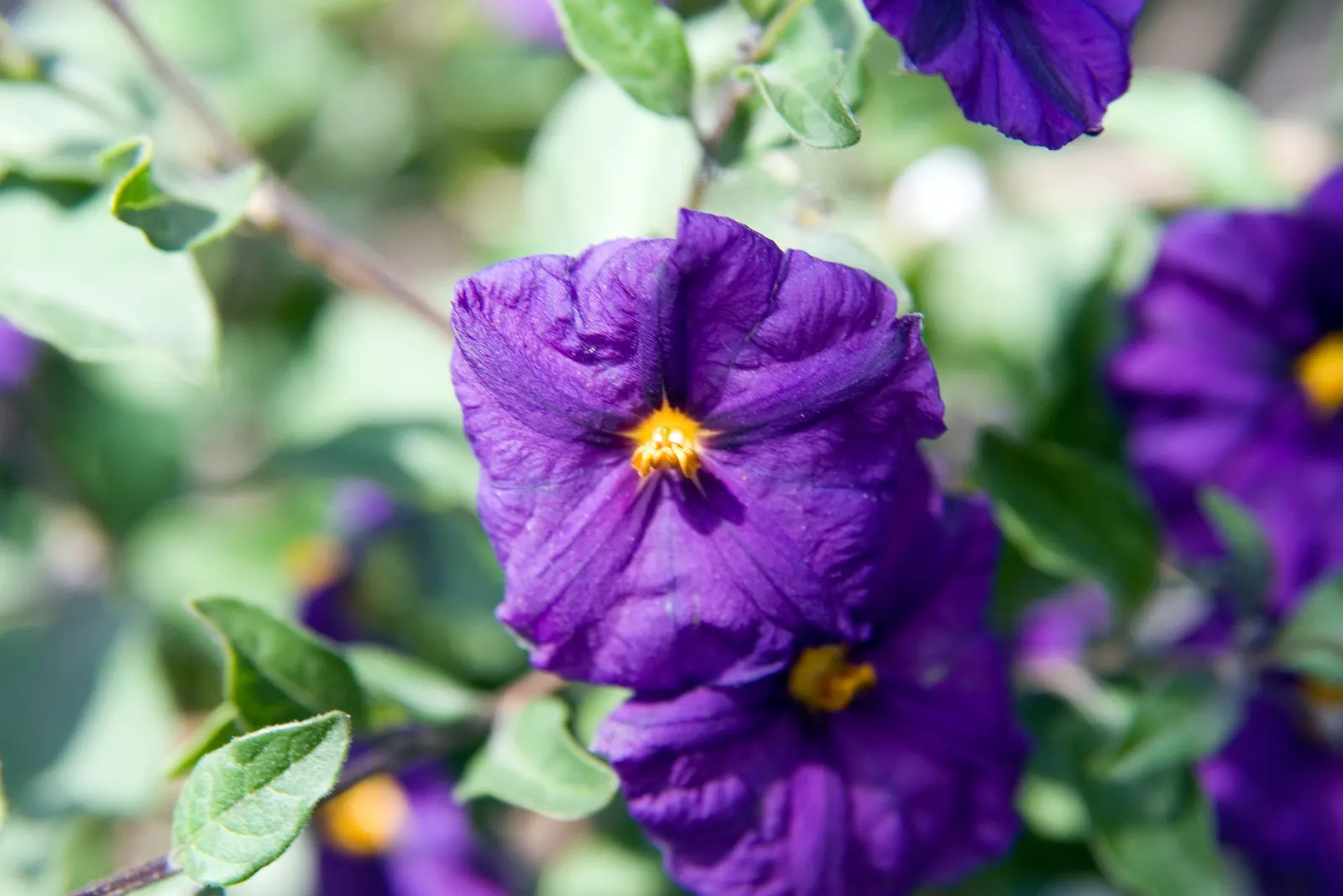 Blue Potato Bush (Lycianthes Rantonnetii) — shrub / vine for full or half; the Blue Potato Bush will be a resplendent addition to your client's, image 75