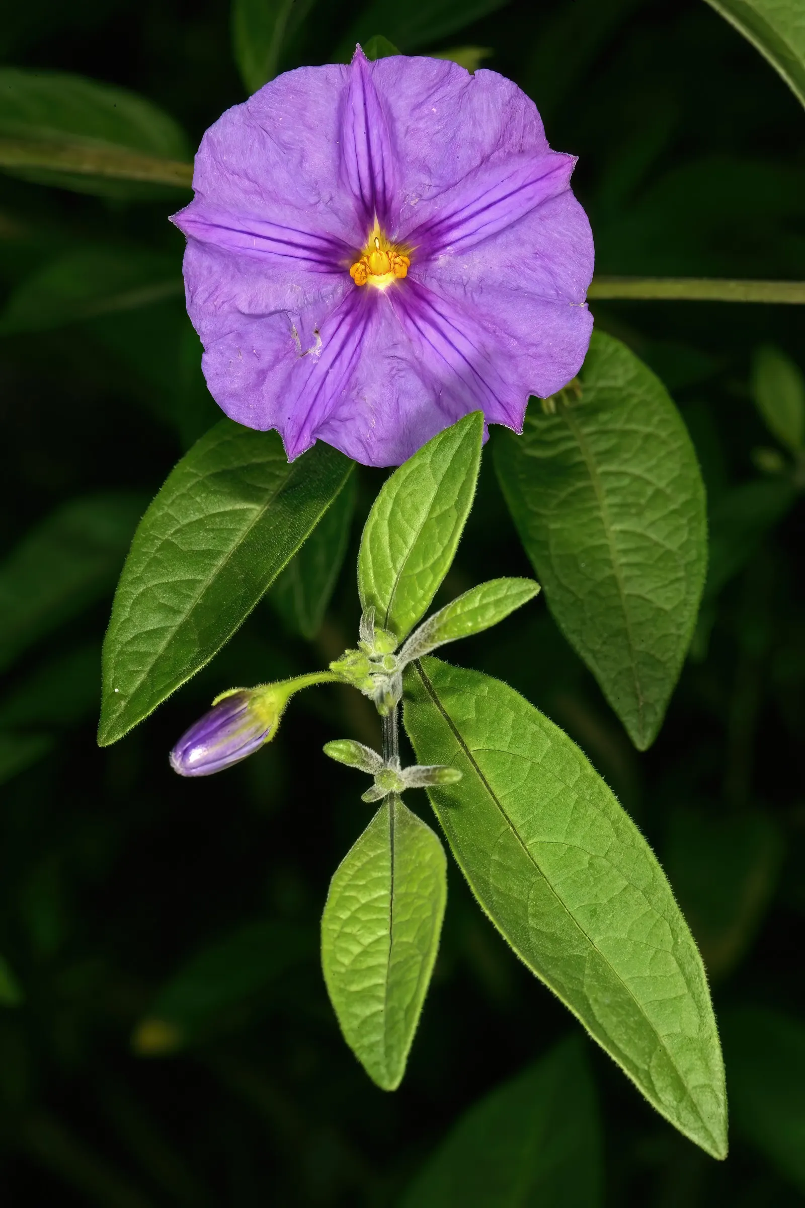 Blue Potato Bush (Lycianthes Rantonnetii) — shrub / vine with blue and purple blooms; bloom from spring through fall and even into winter in milder, image 74