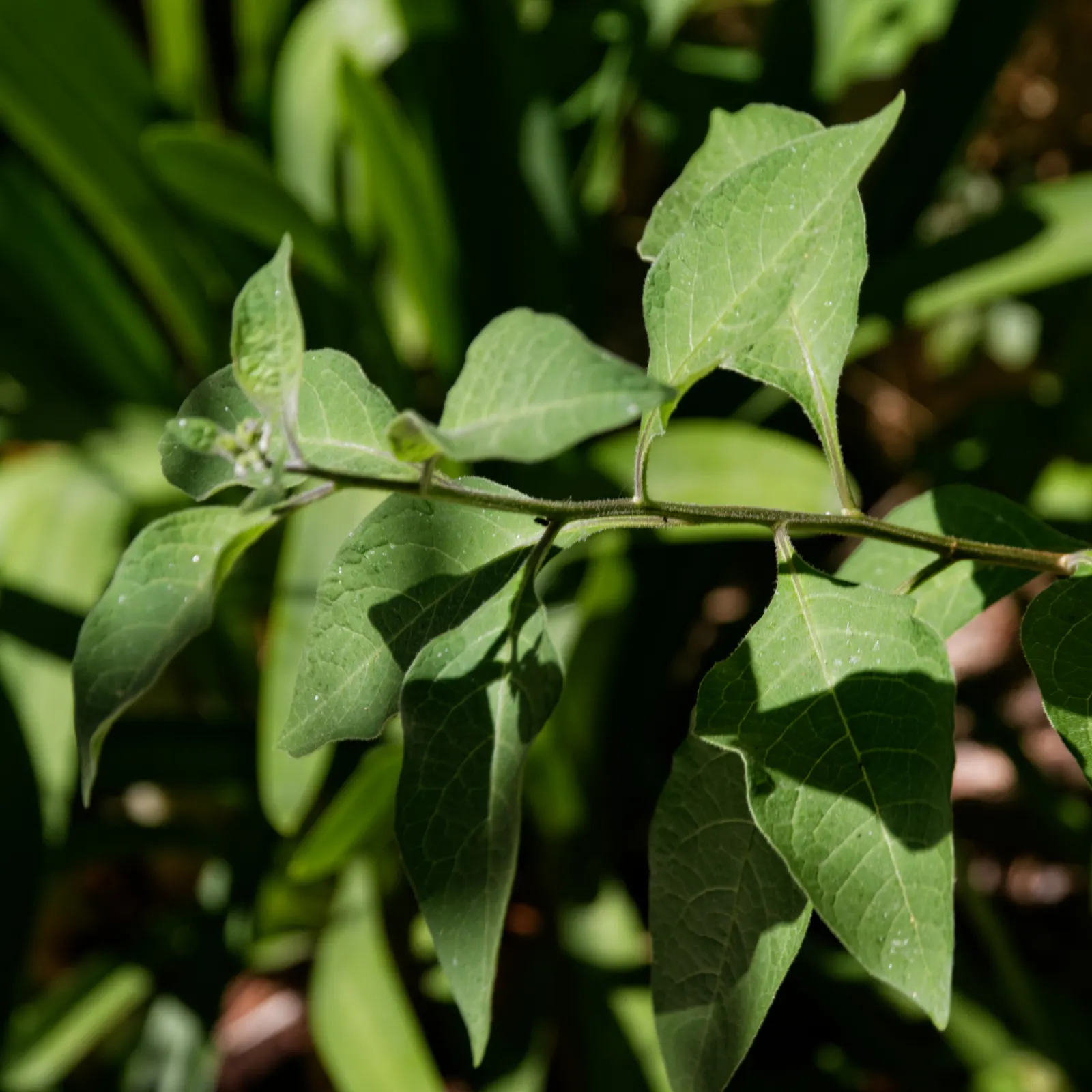Blue Potato Bush (Lycianthes Rantonnetii) — Ideal for containers or as a hedge, it thrives in full sun with moderate water, in USDA zones 9-11; sporting vivid