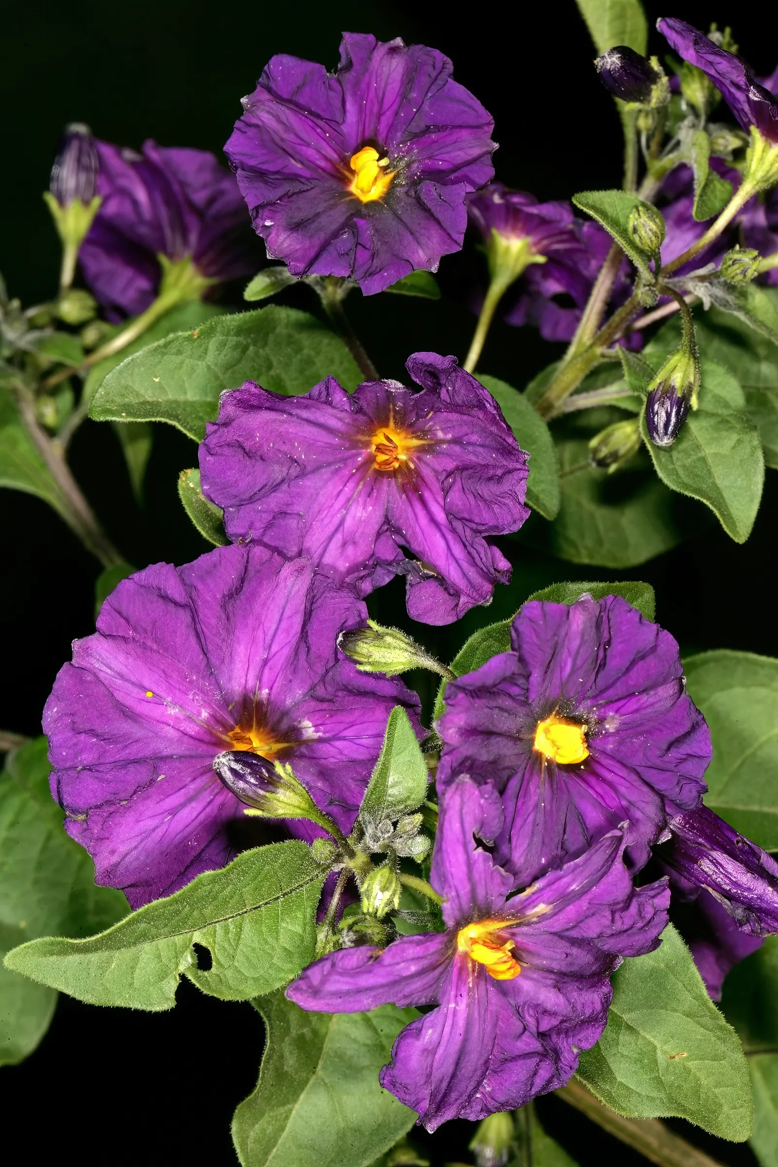Blue Potato Bush (Lycianthes Rantonnetii) — In regions subject to frost, it can be treated as a perennial or potted and brought indoors to overwinter